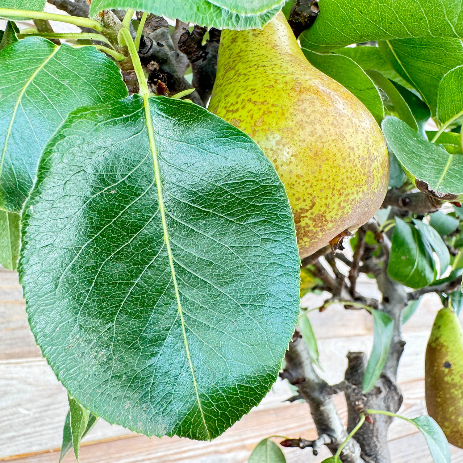 Balkon-Birne "Bigi" (Bio)