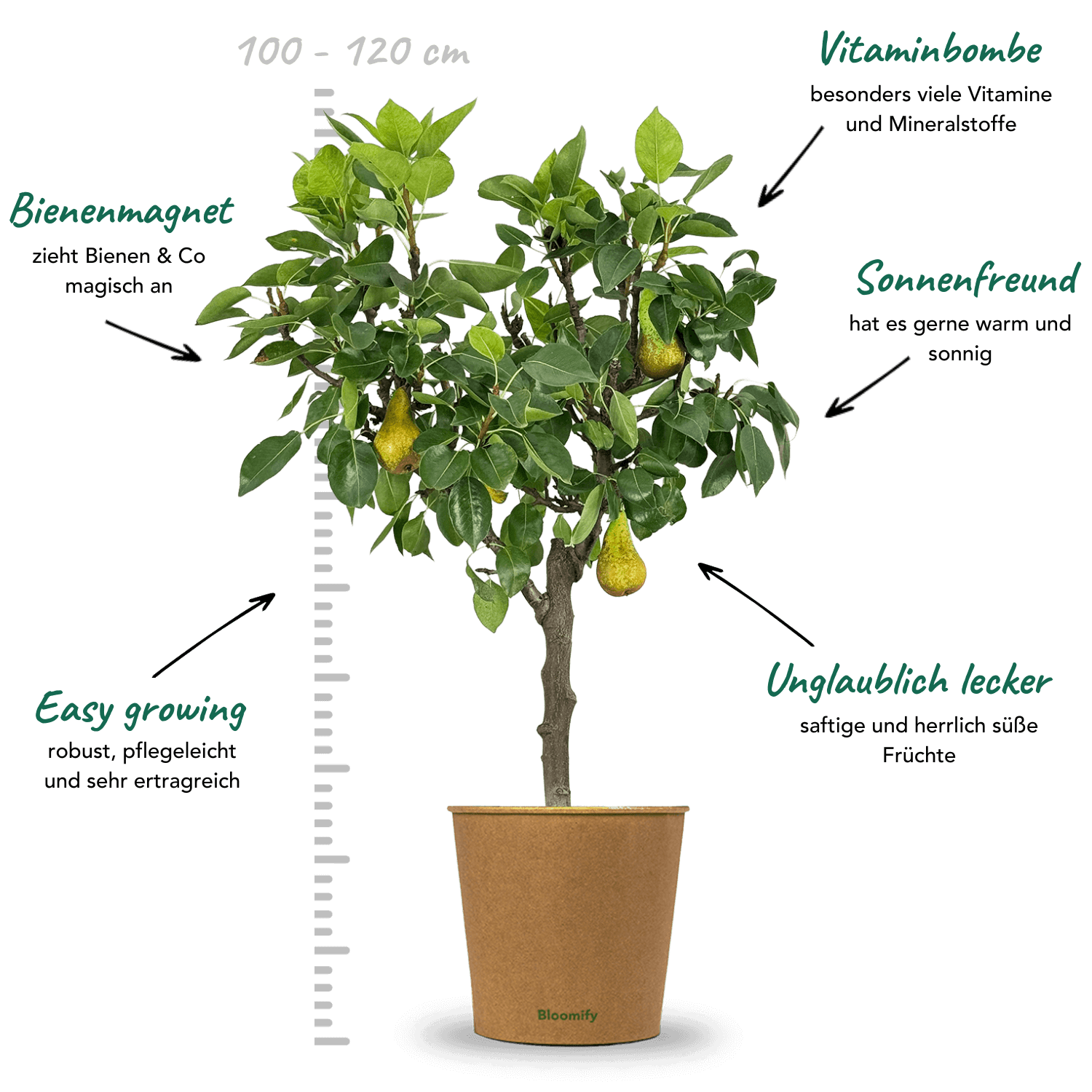 Balkon-Birne "Bigi" (Bio)