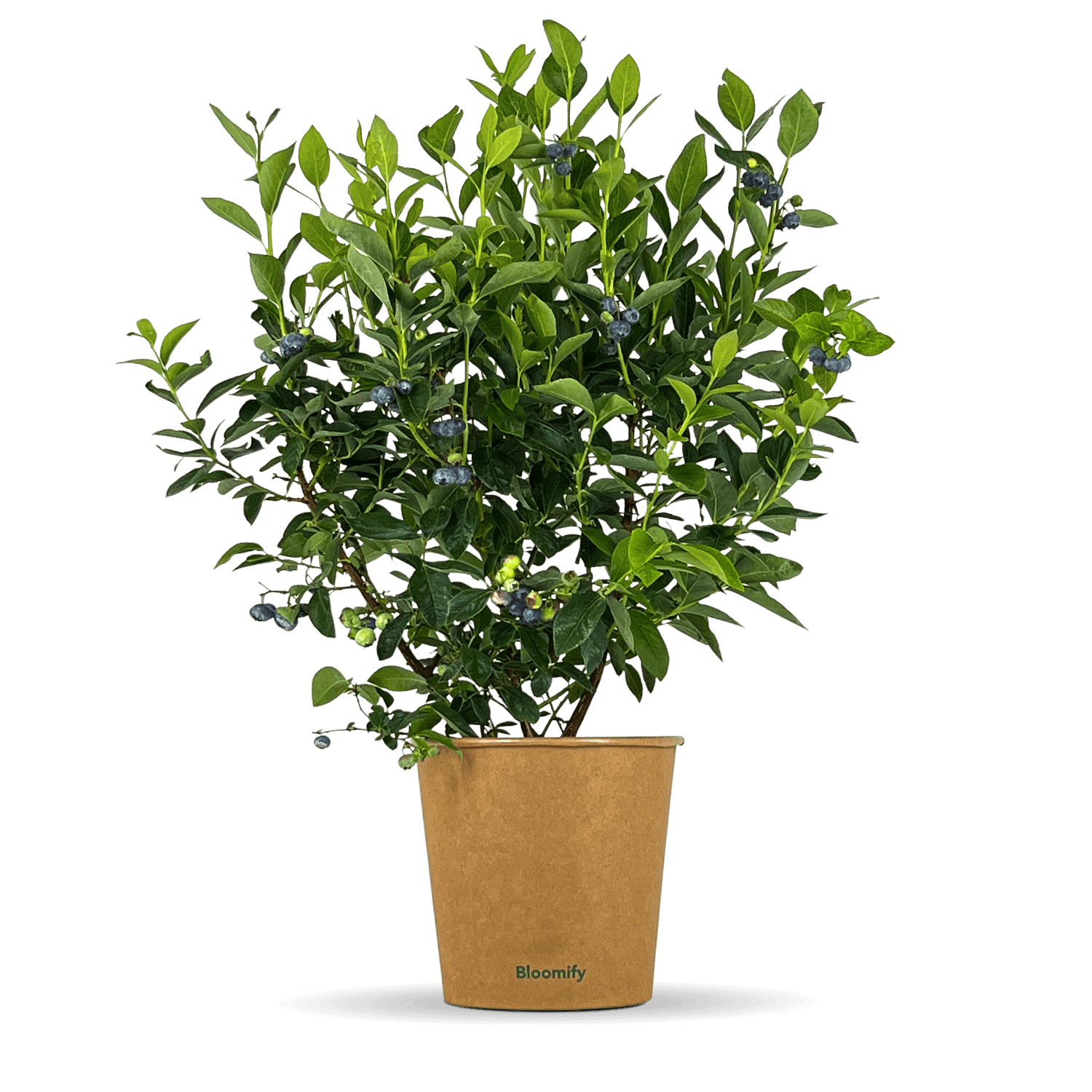 Balkon-Blaubeere "Bodo" (Bio)