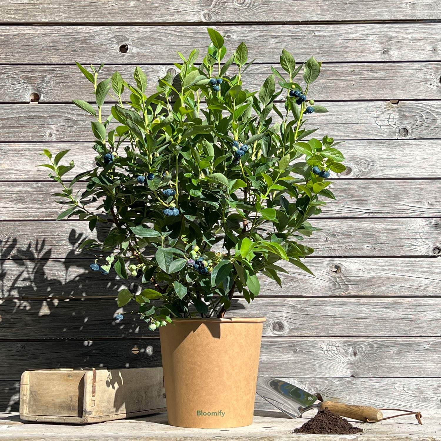 2x Balkon-Blaubeere "Bodo"