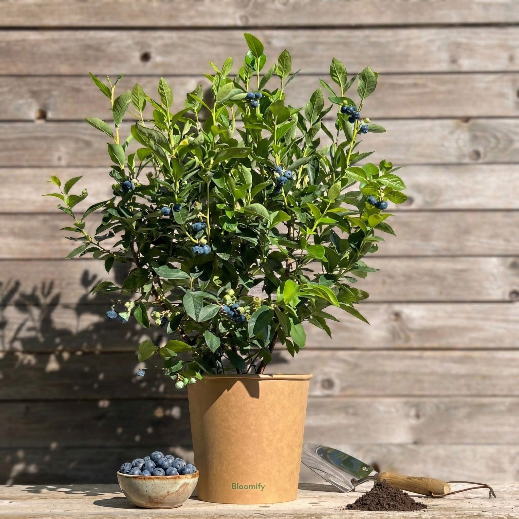 Balkon-Blaubeere "Bodo" (Bio)