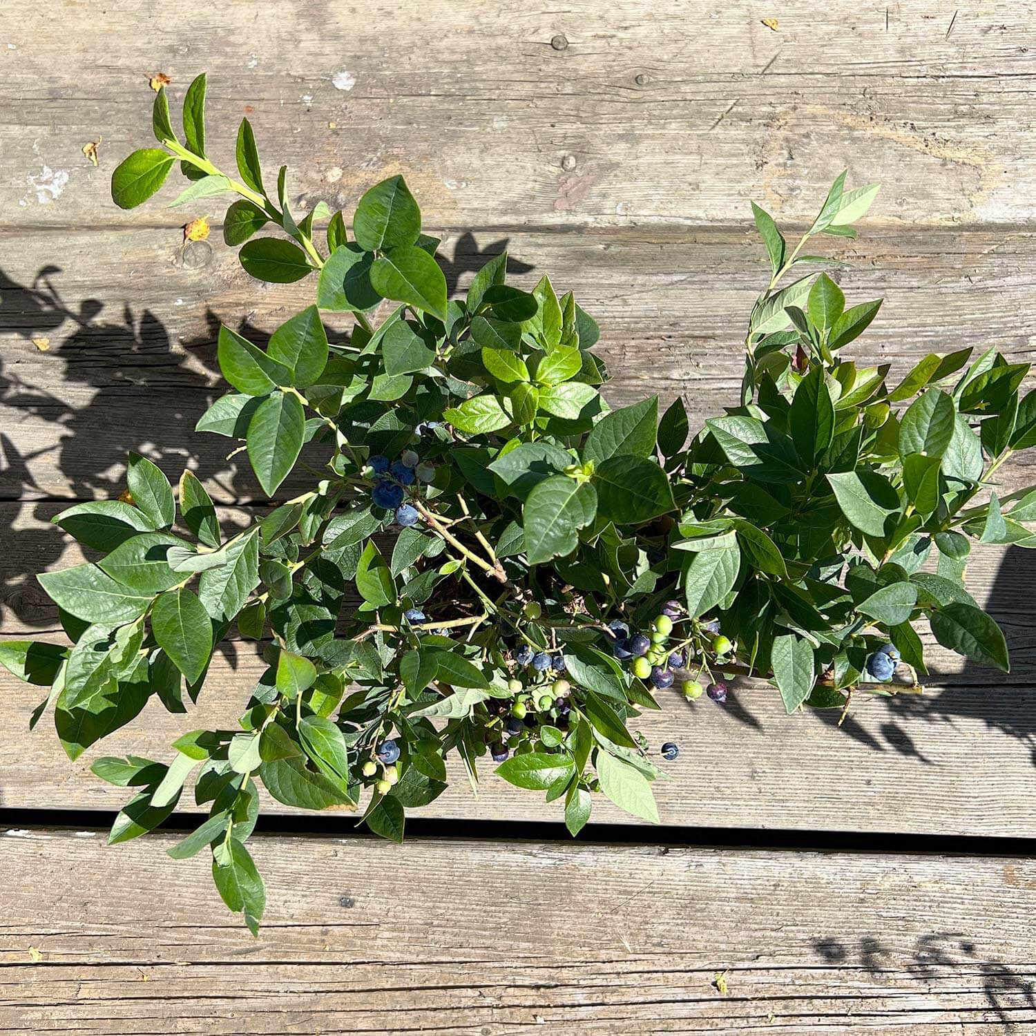 2x Balkon-Blaubeere "Bodo"