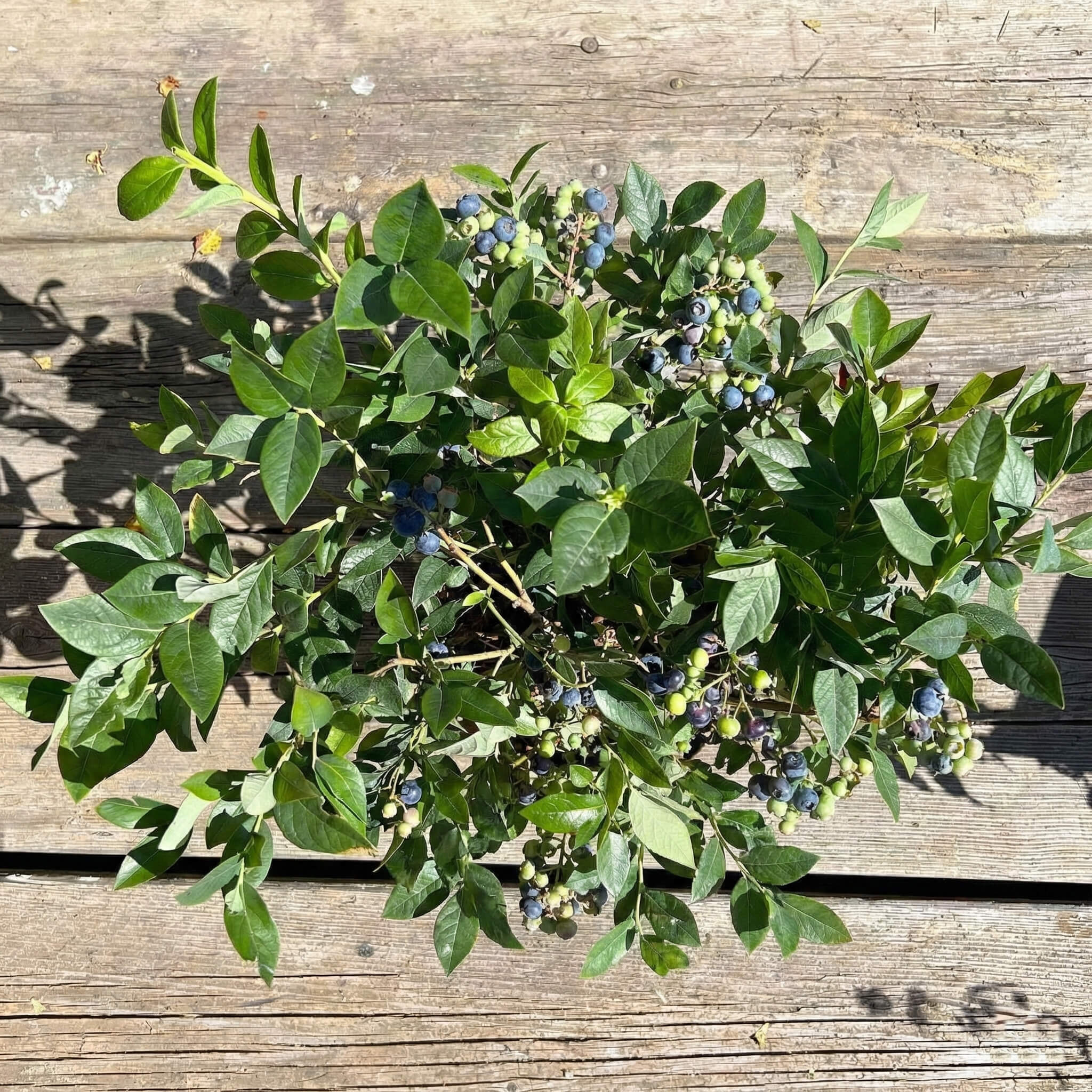 Balkon-Blaubeere "Bodo" (Bio)