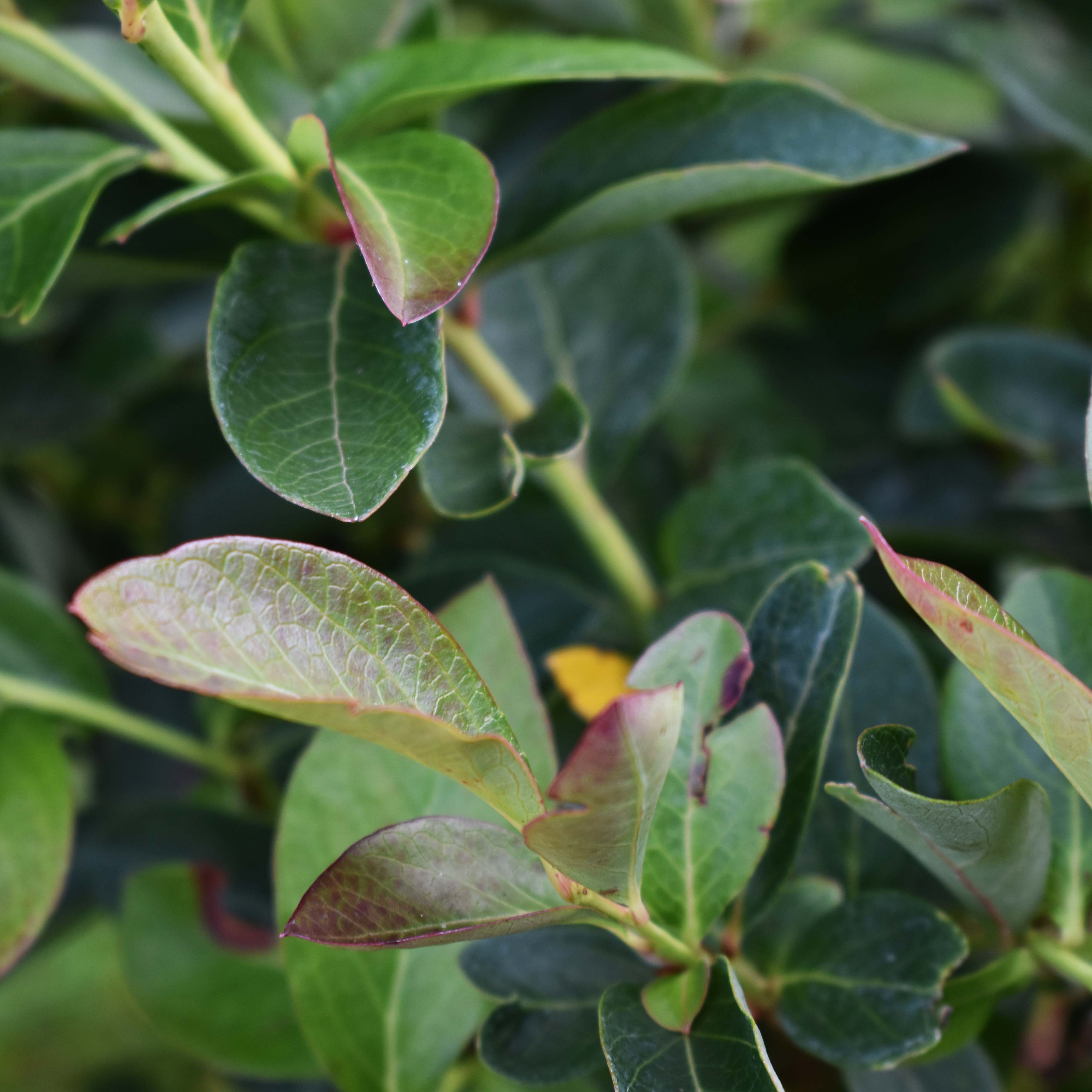 2x Balkon-Blaubeere "Bodo"