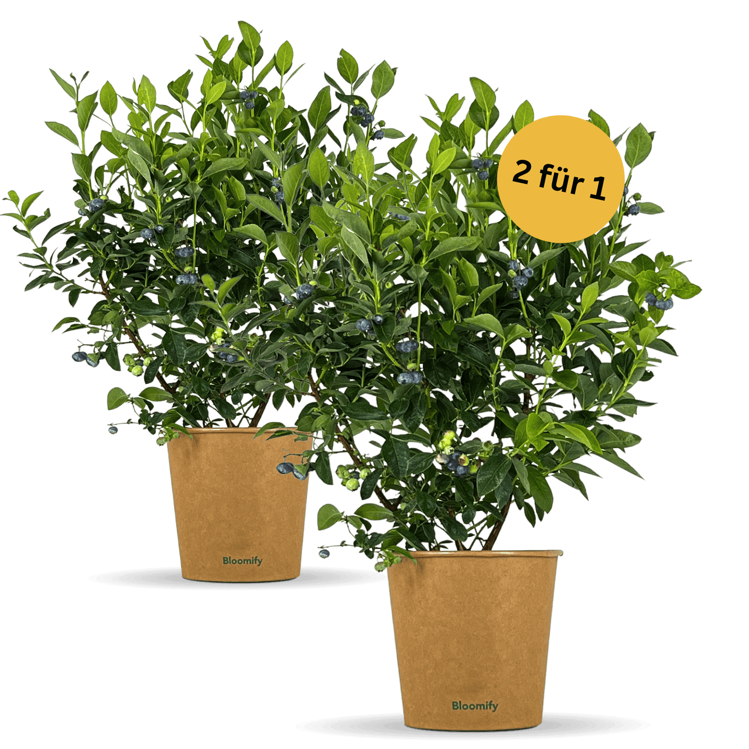 2 x Balkon-Blaubeere "Bodo"
