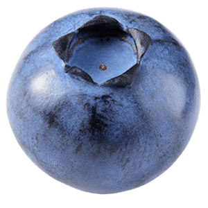 2x Balkon-Blaubeere "Bodo"