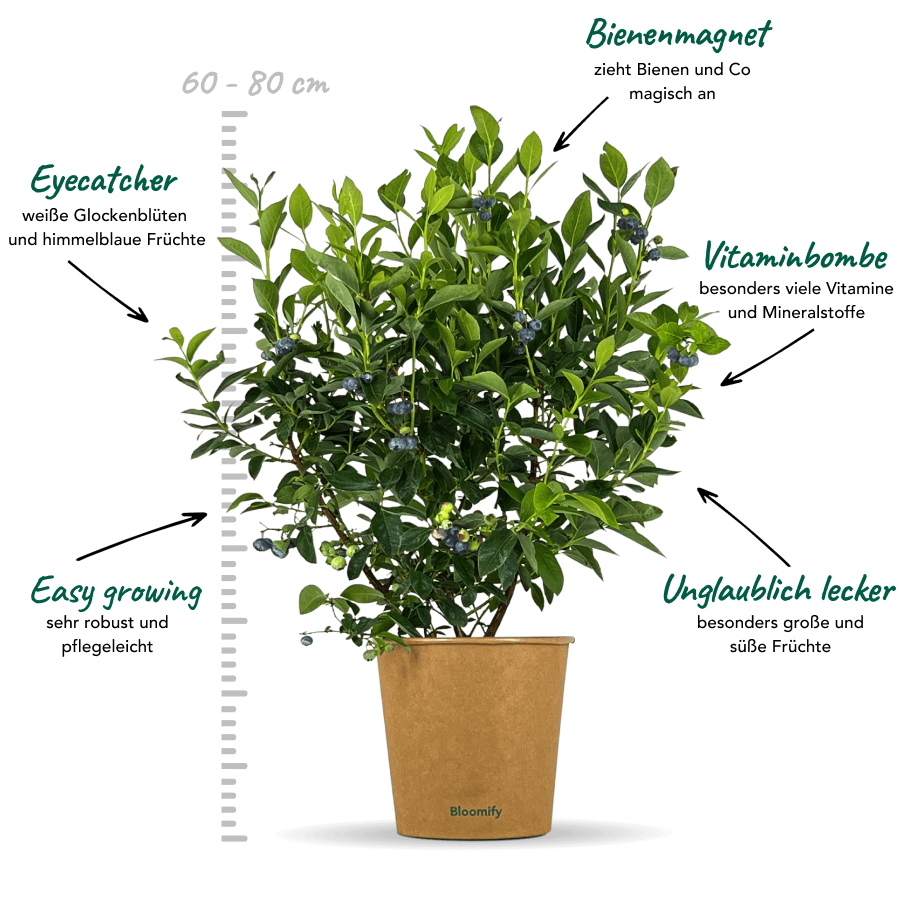 2x Balkon-Blaubeere "Bodo"