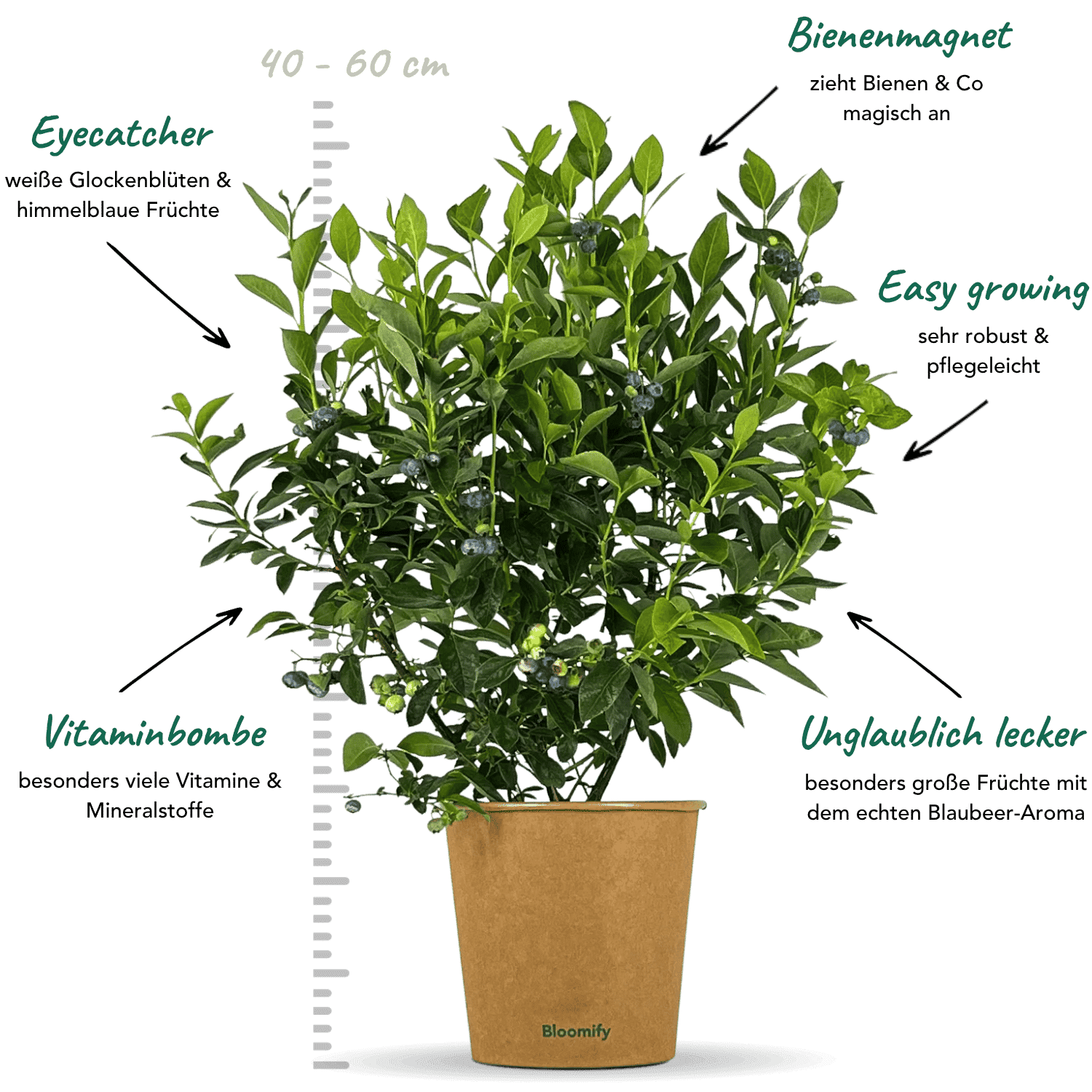 2 x Balkon-Blaubeere "Bodo"