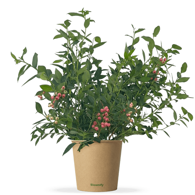 Blaubeere pink "Bruno"