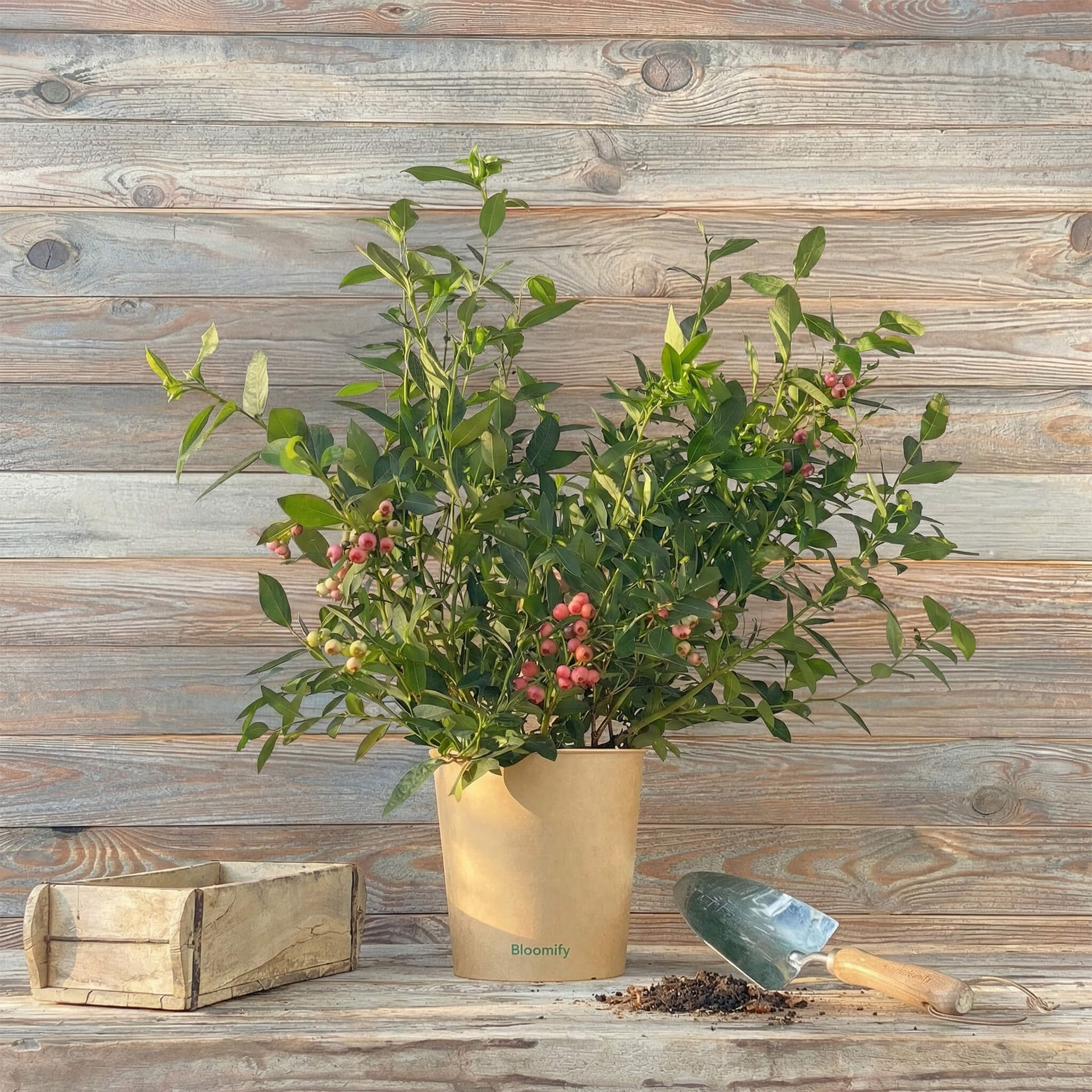 Blaubeere pink "Bruno"