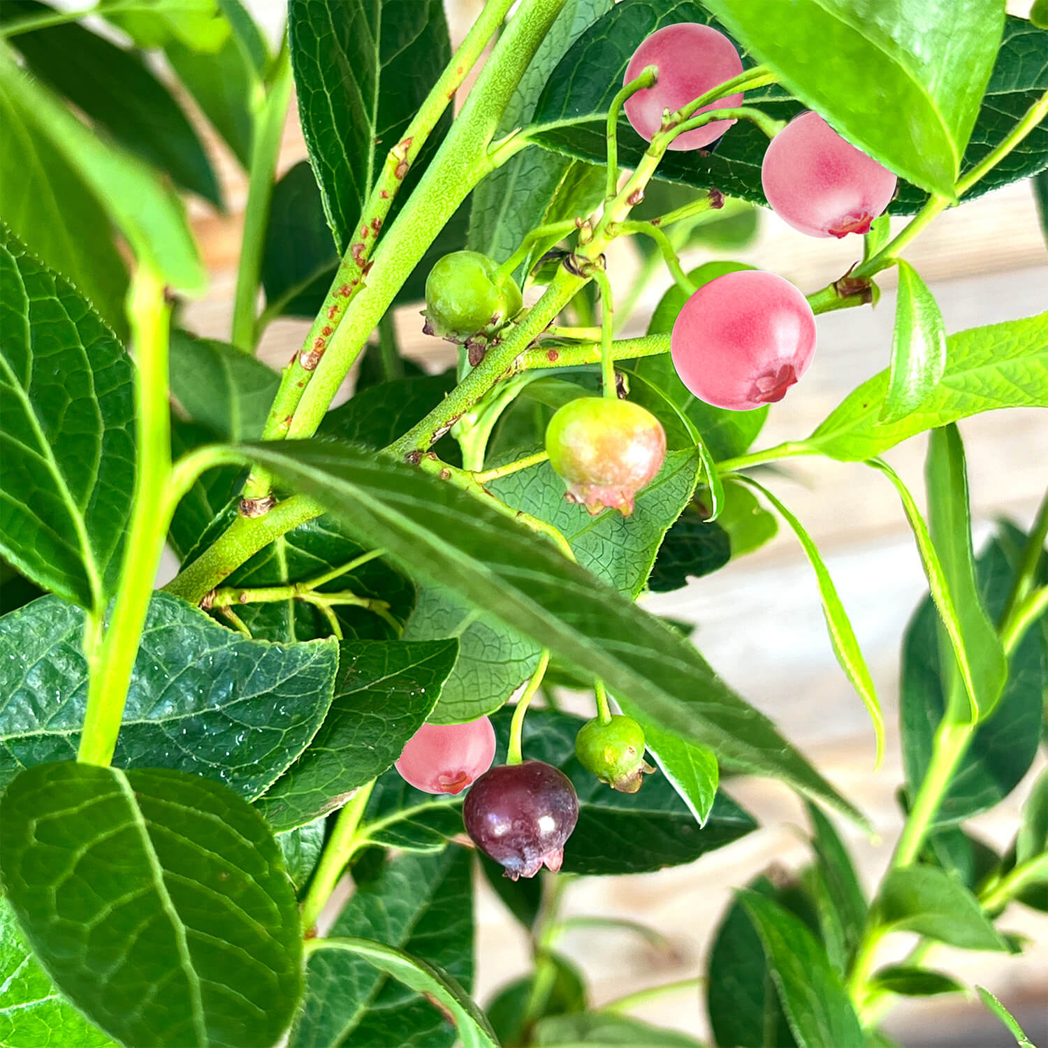 Blaubeere pink "Bruno"