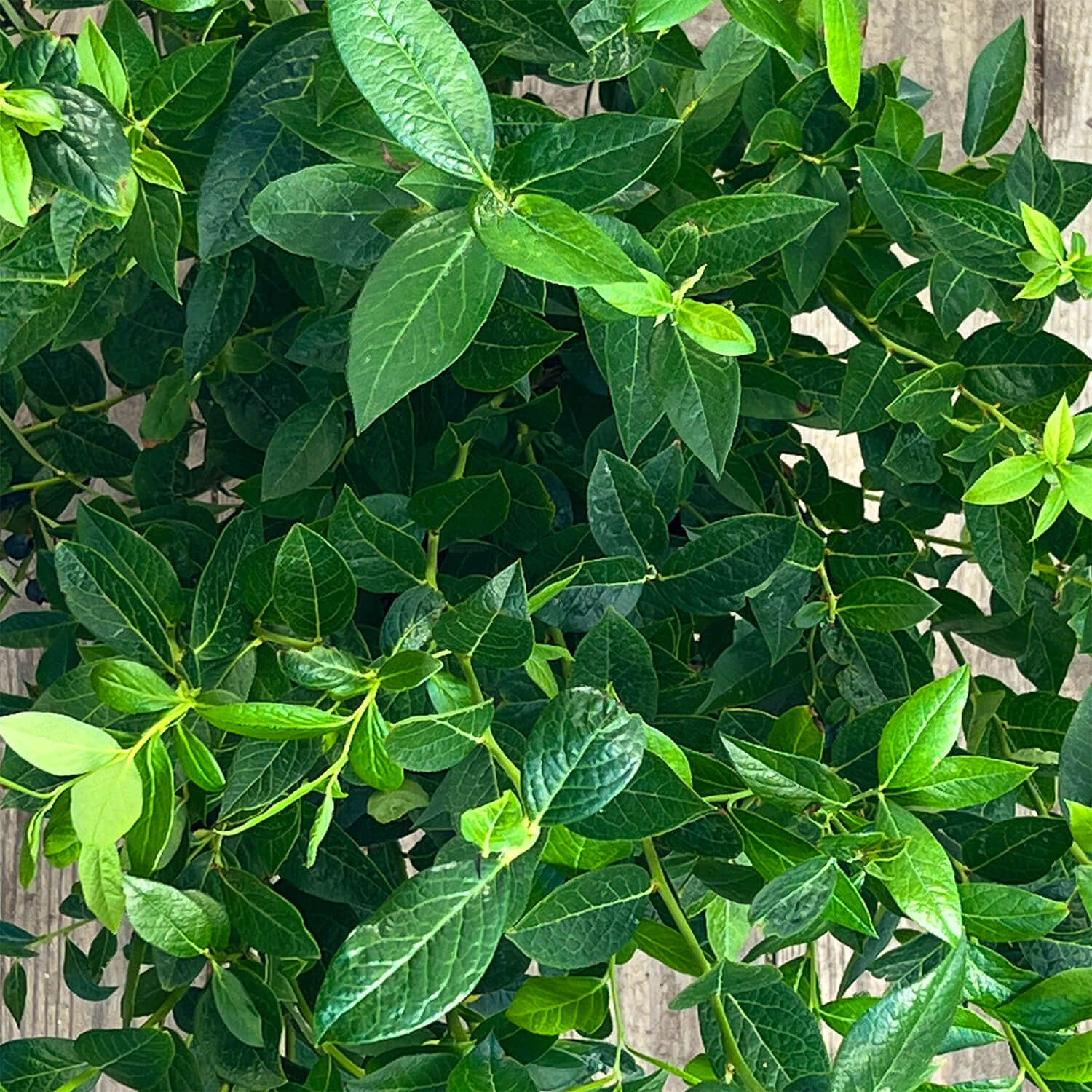 Blaubeere pink "Bruno"