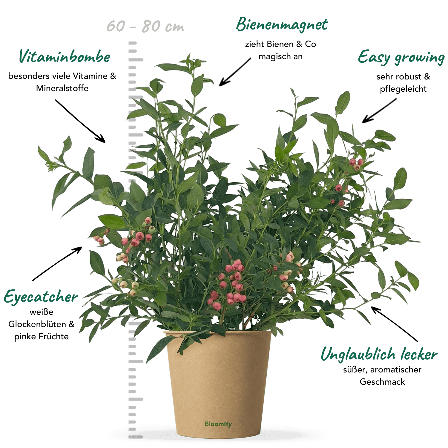 Blaubeere pink "Bruno"