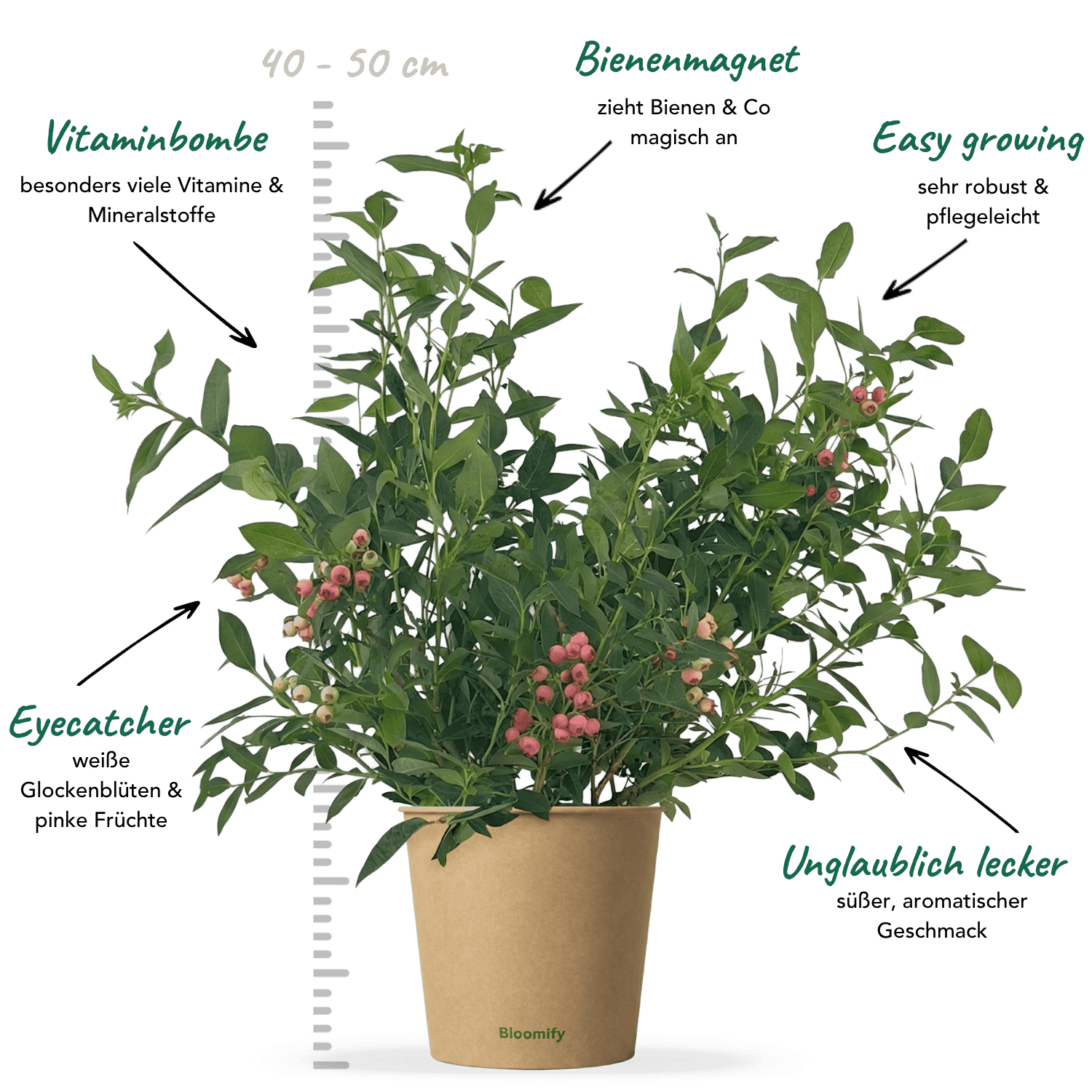 Blaubeere pink "Bruno"