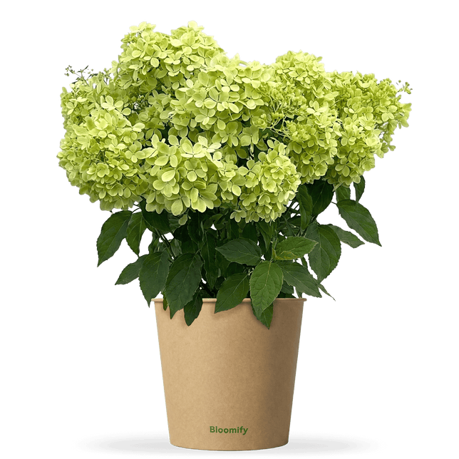 Bodendecker-Hortensie "Henry"