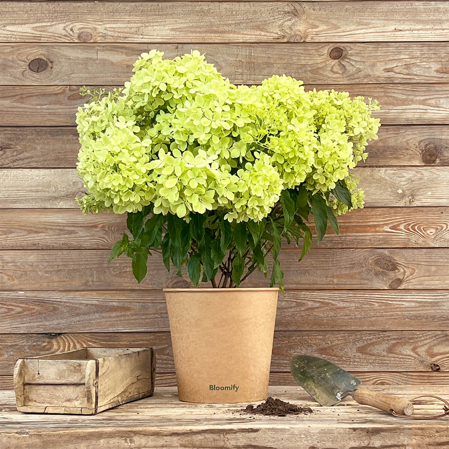 Bodendecker-Hortensie "Henry"