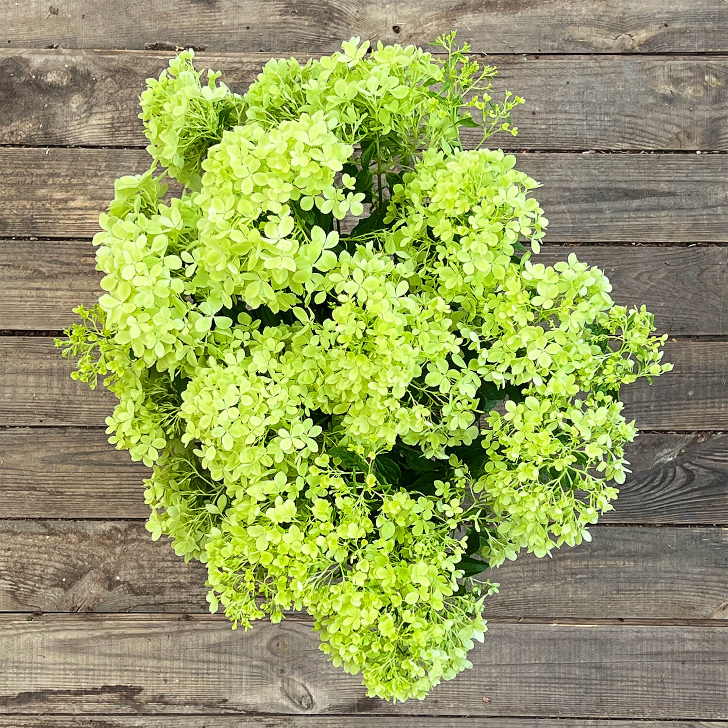 Bodendecker-Hortensie "Henry"