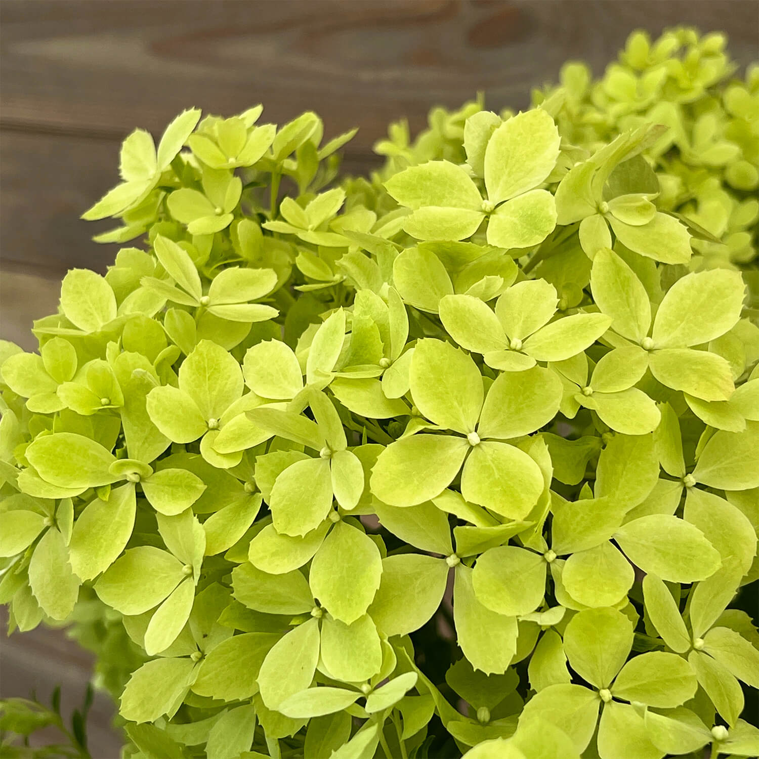 Bodendecker-Hortensie "Henry"