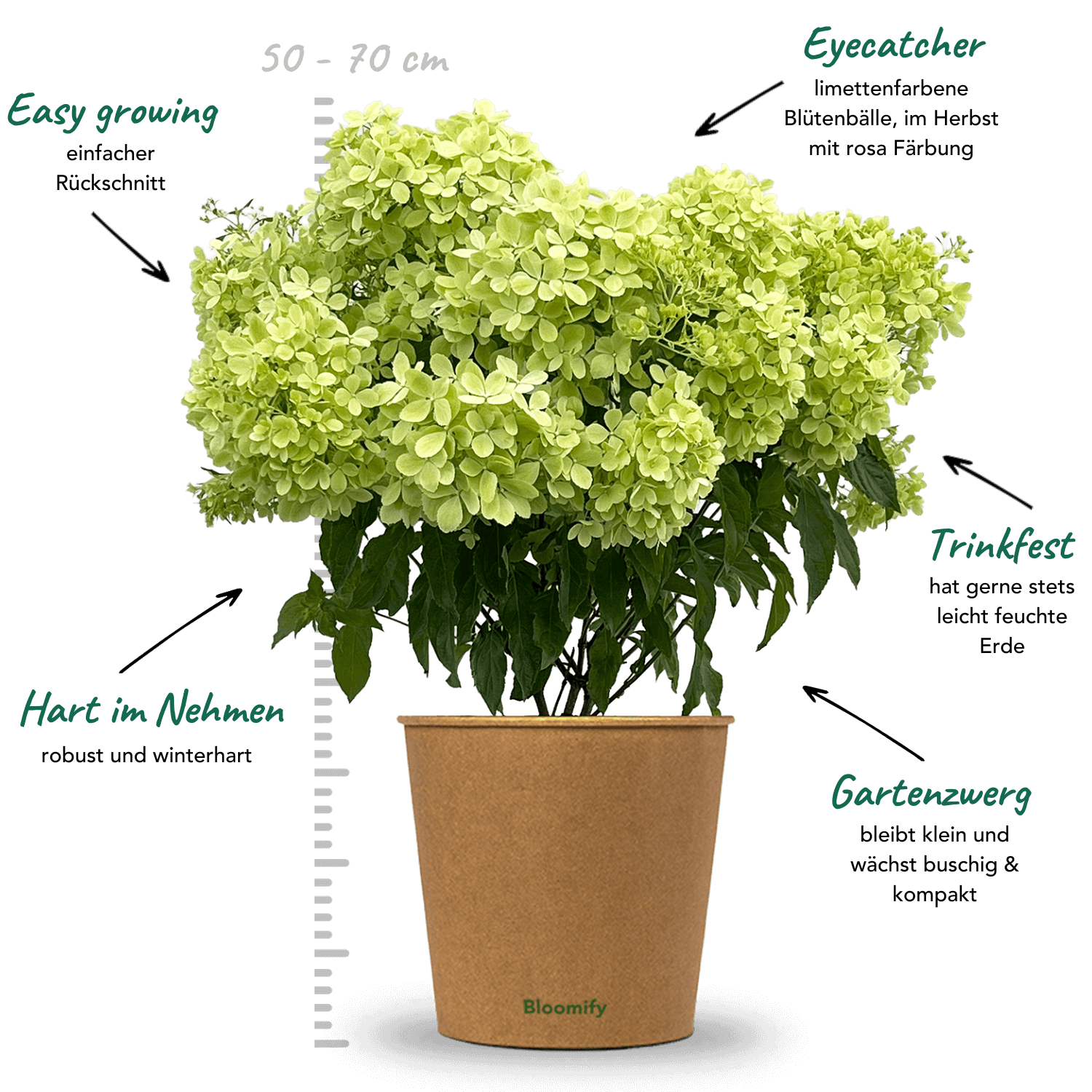 Bodendecker-Hortensie "Henry"