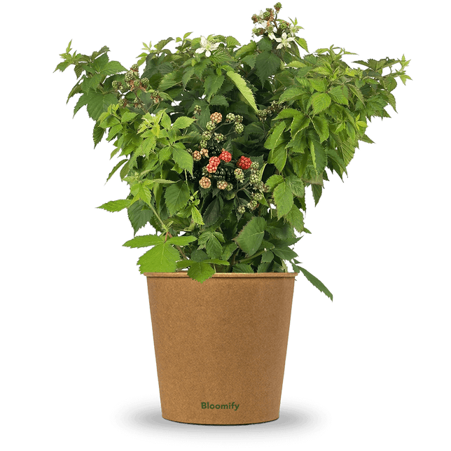 Balkon-Brombeere "Bernd" (Bio)