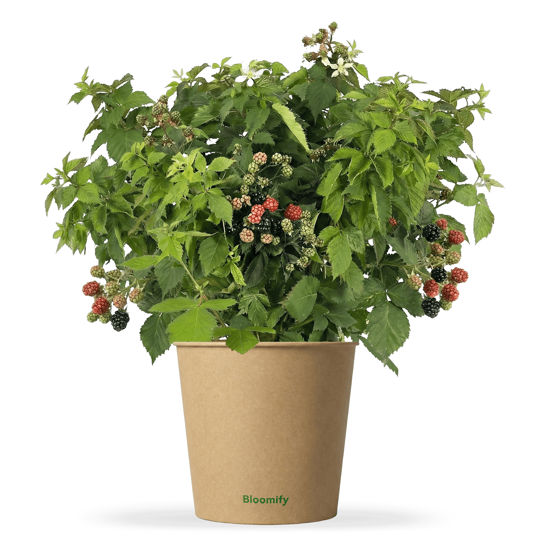 Balkon-Brombeere "Bernd" (Bio)