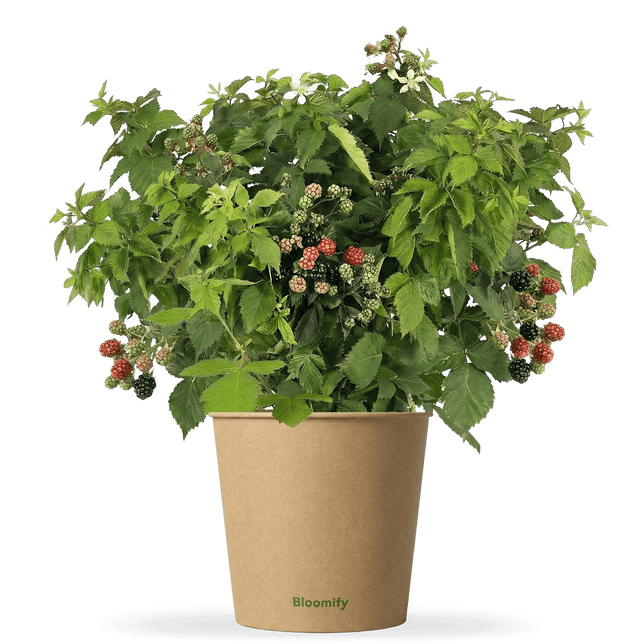 Balkon-Brombeere "Bernd" (Bio)