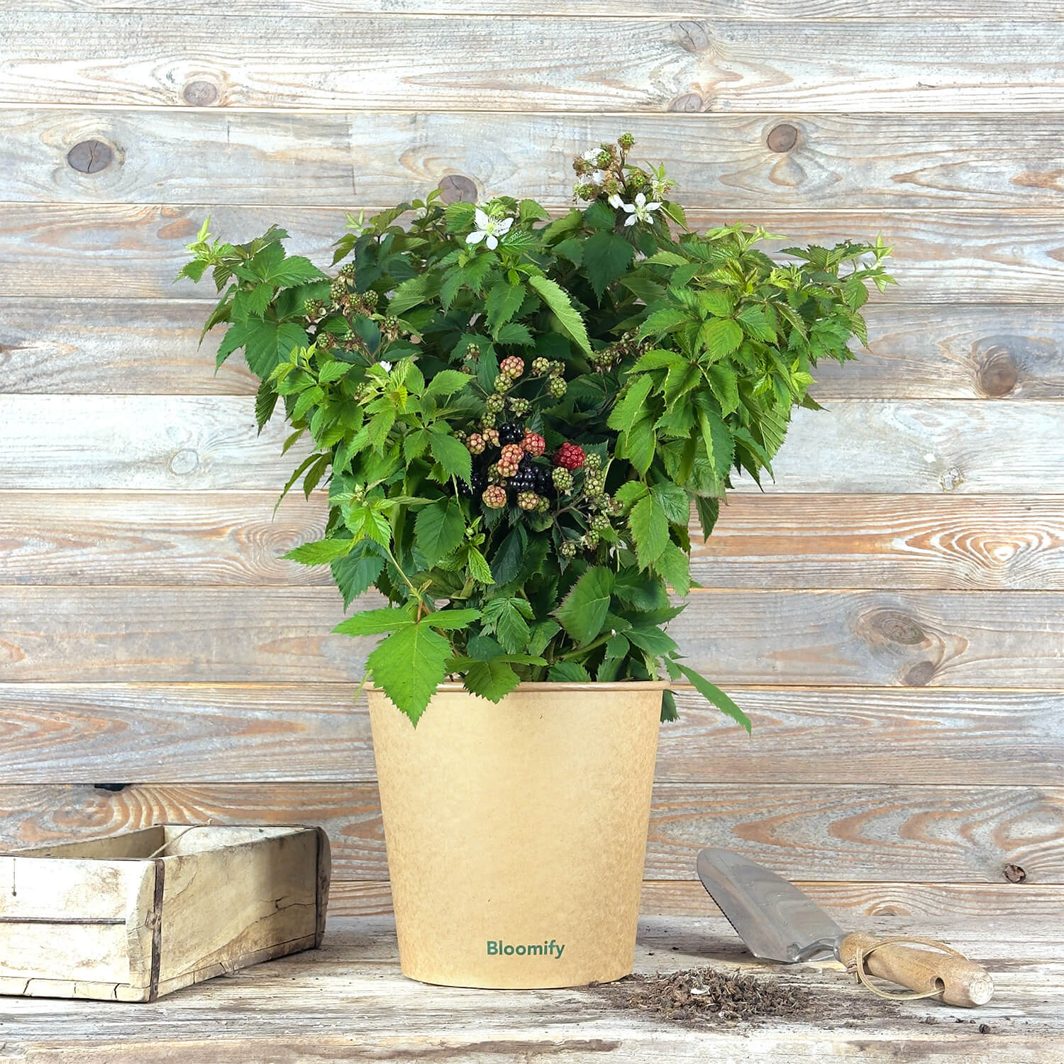 Balkon-Brombeere "Bernd" (Bio)