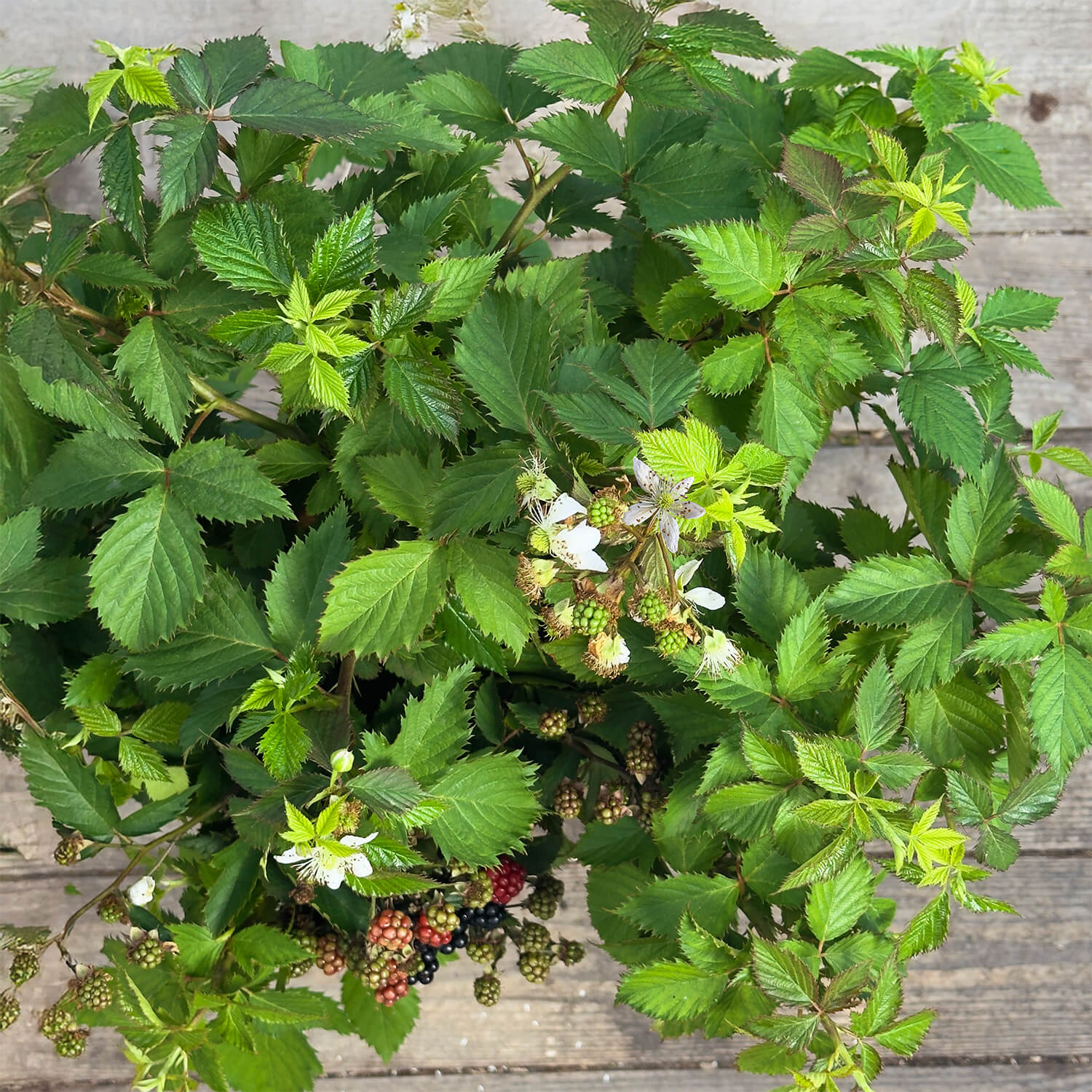 Balkon-Brombeere "Bernd" (Bio)