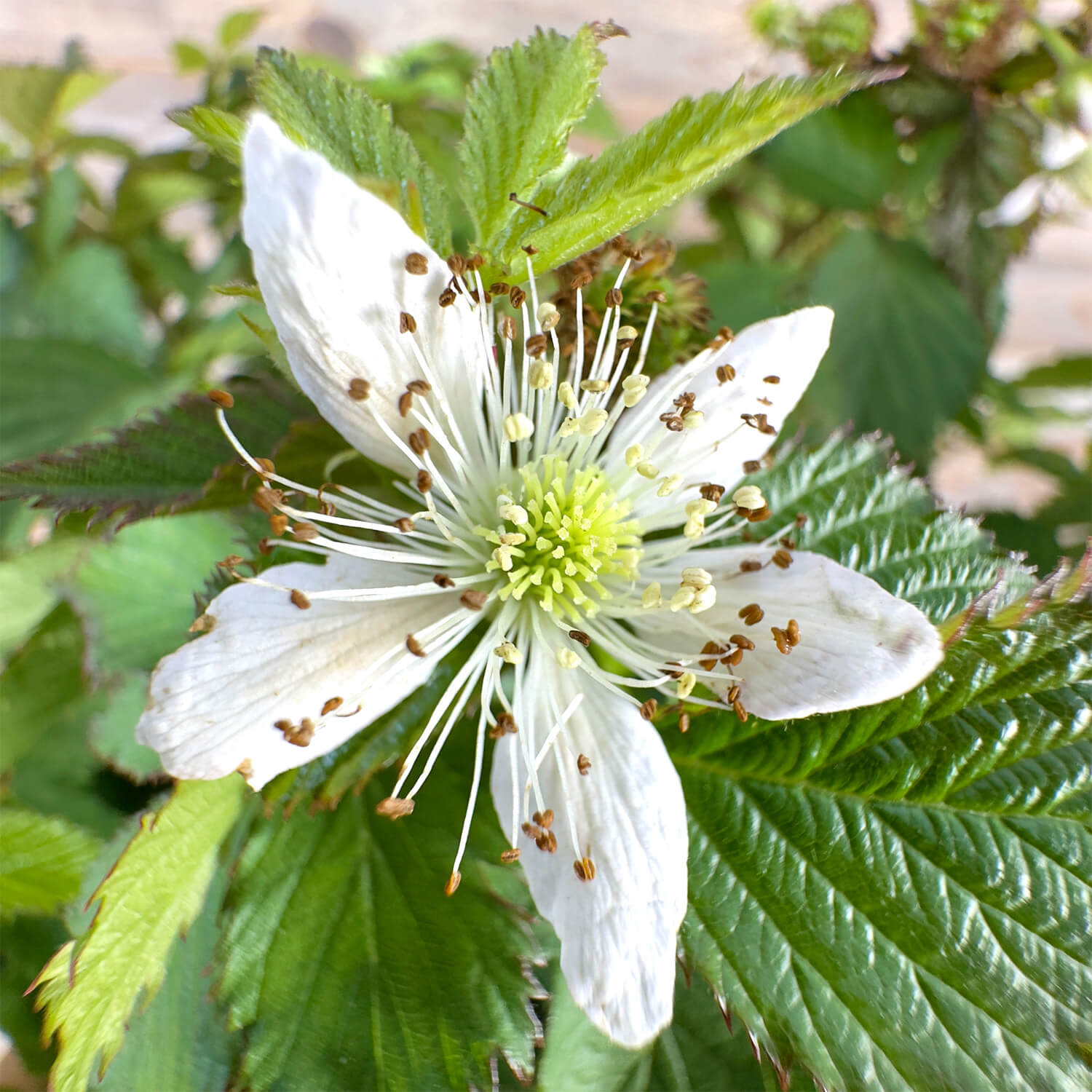 Balkon-Brombeere "Bernd" (Bio)