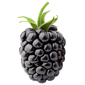 Balkon-Brombeere "Bernd" (Bio)