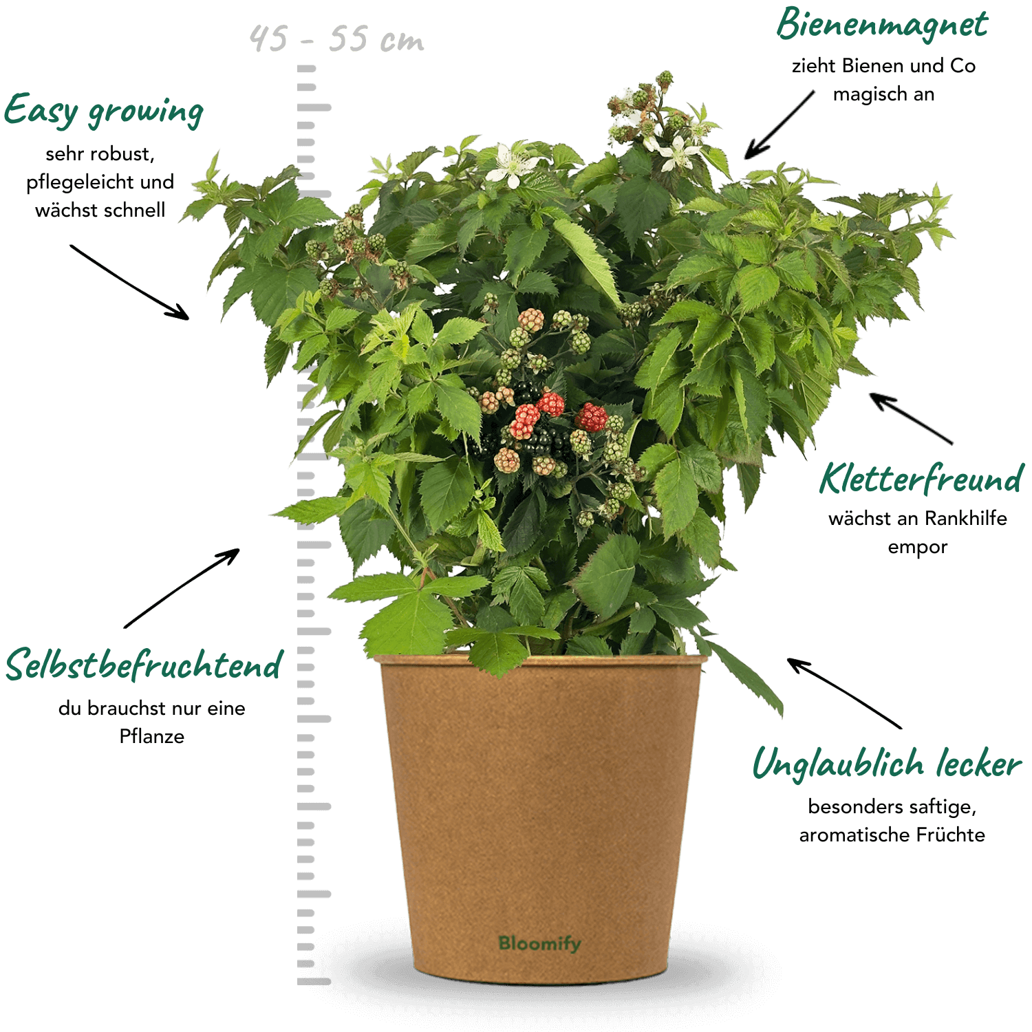 Balkon-Brombeere "Bernd" (Bio)