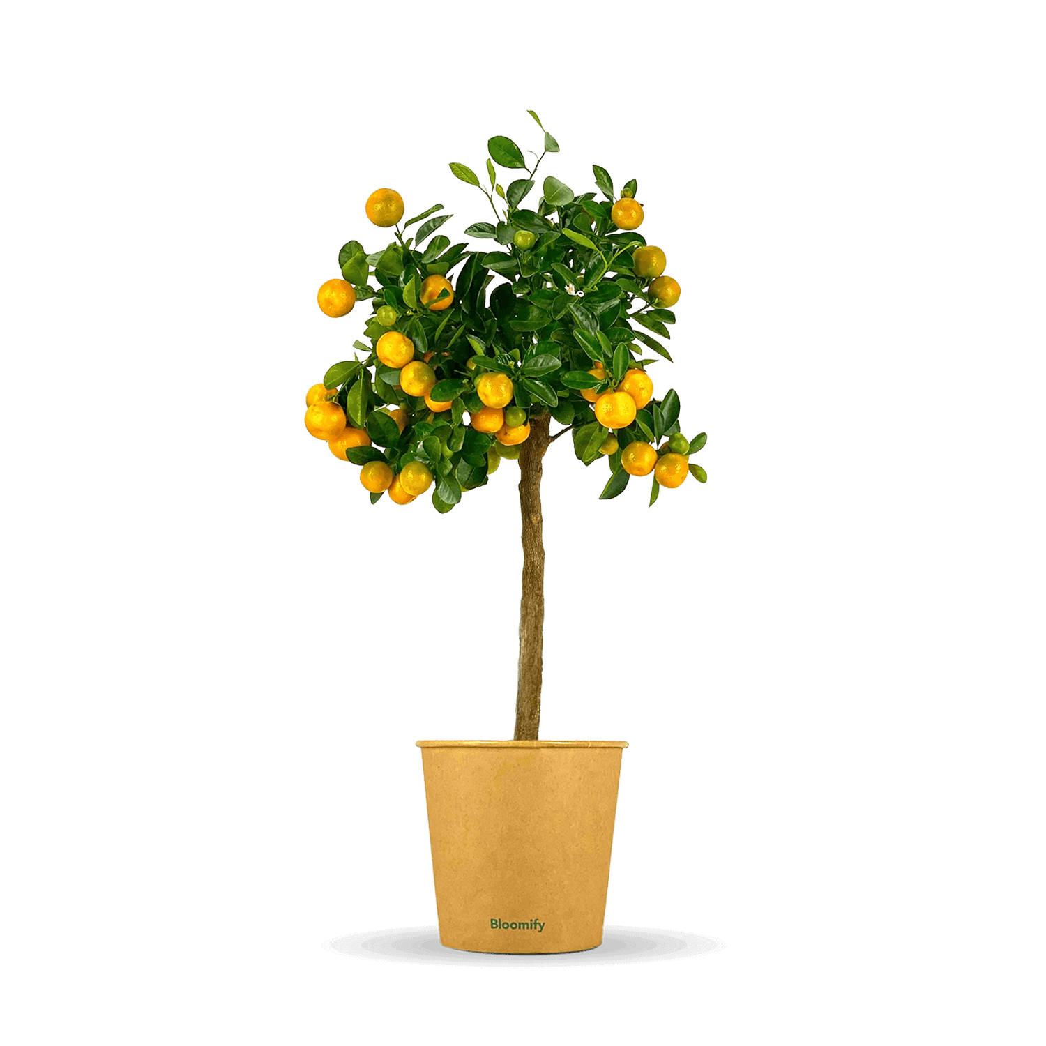 Calamondinorange "Carmen"