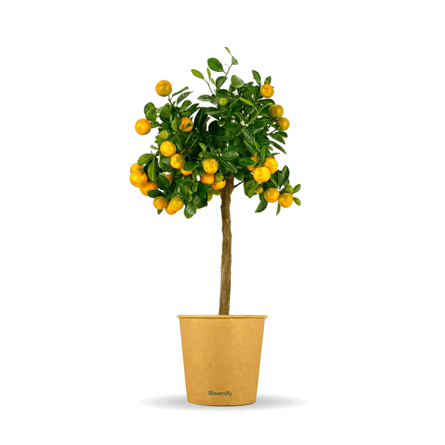 Calamondinorange "Carmen"