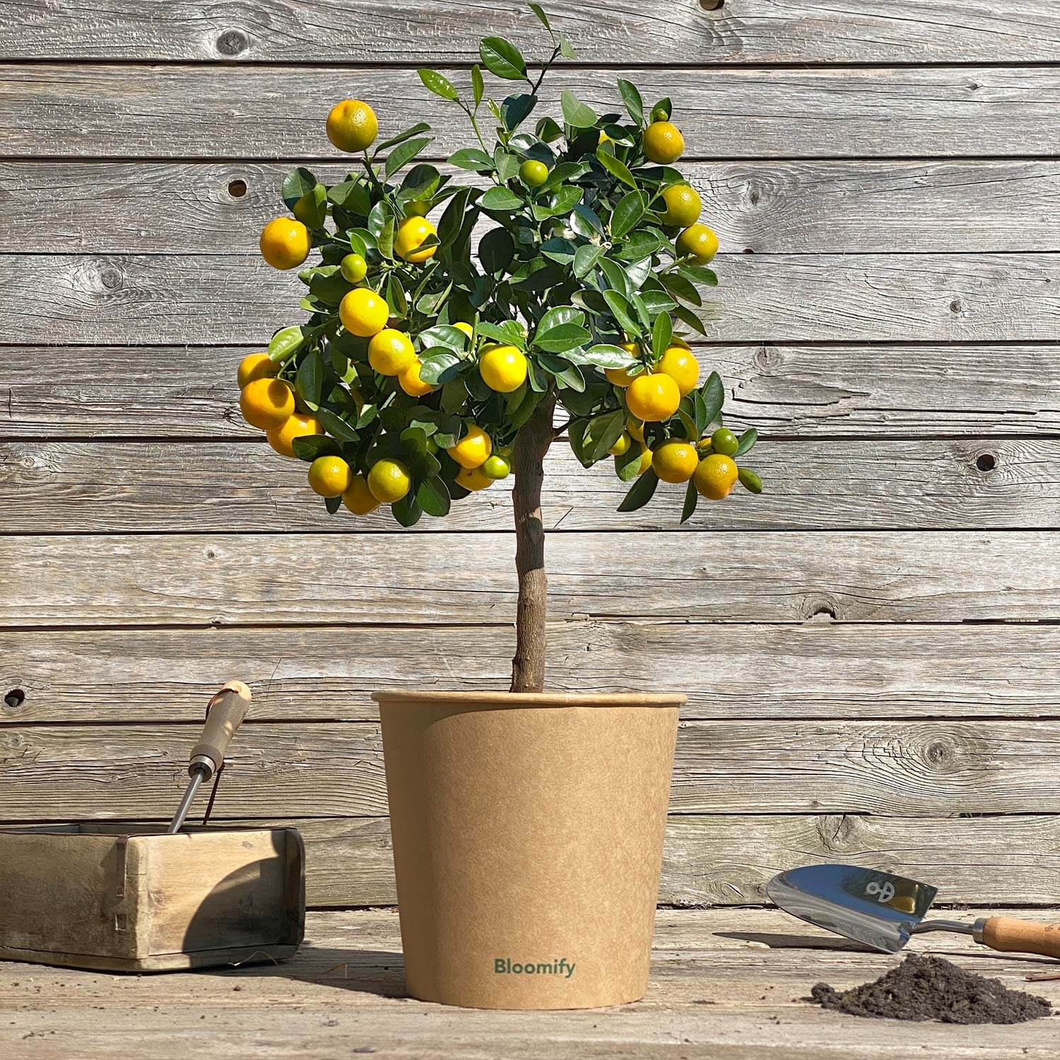 Calamondinorange "Carmen"