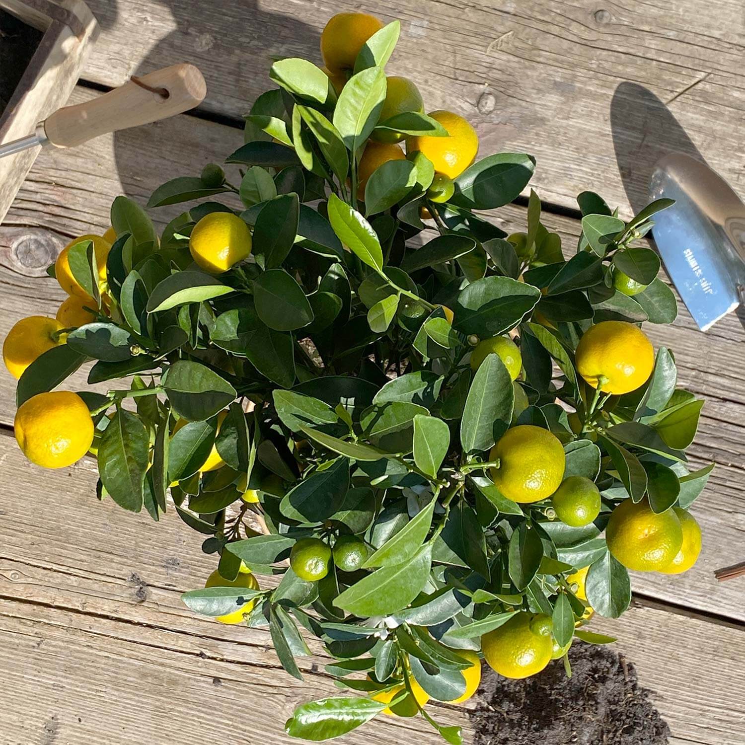Calamondinorange "Carmen"