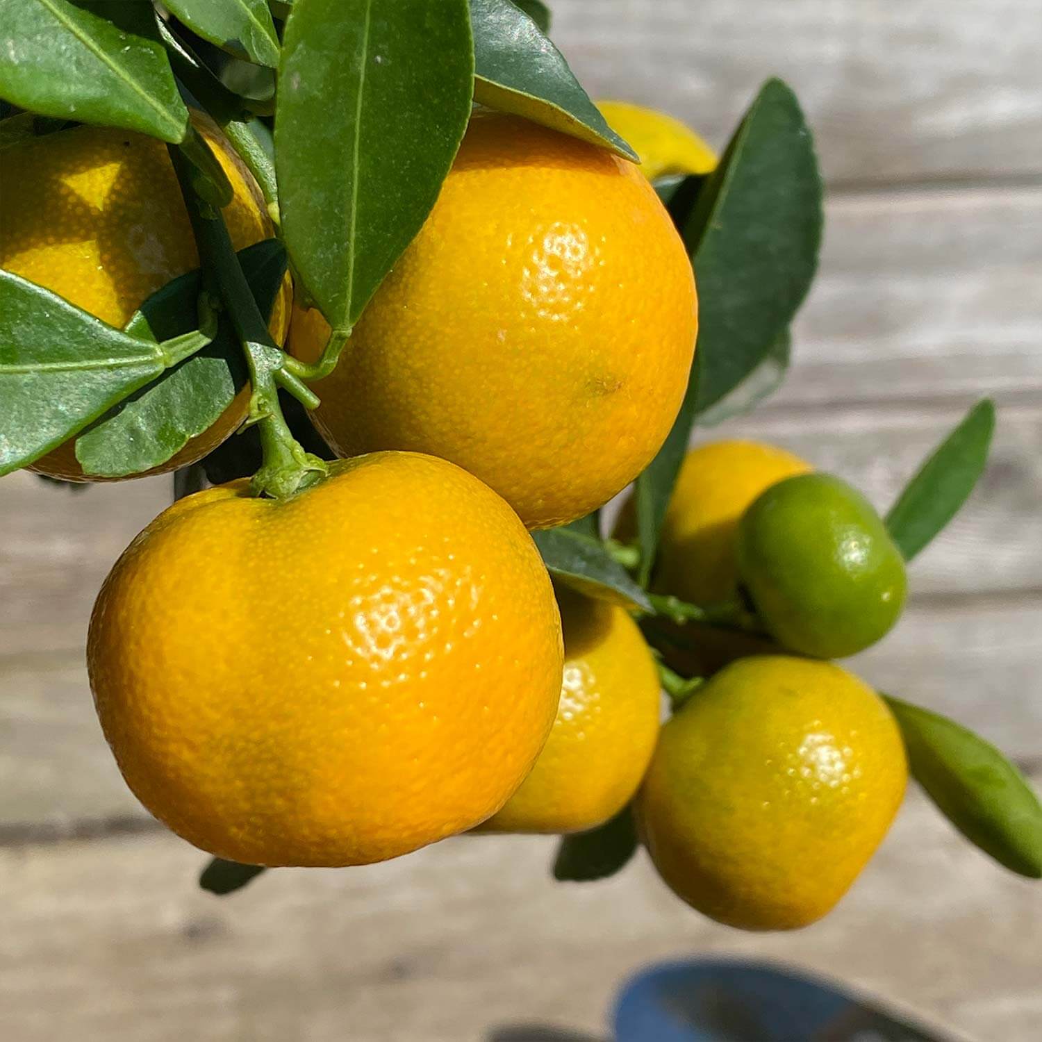 Calamondinorange "Carmen"