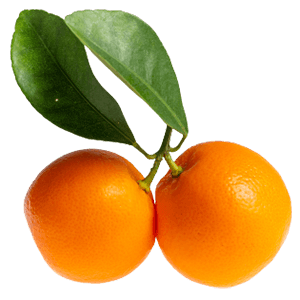 Calamondinorange "Carmen"