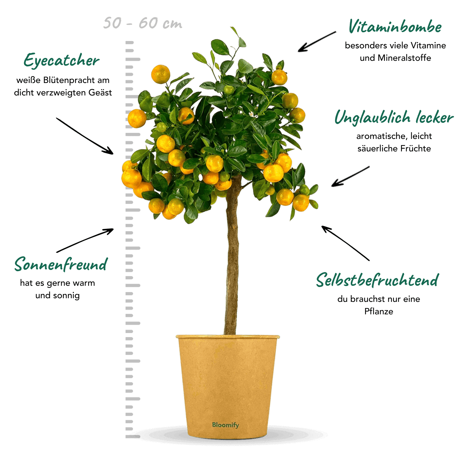 Calamondinorange "Carmen"