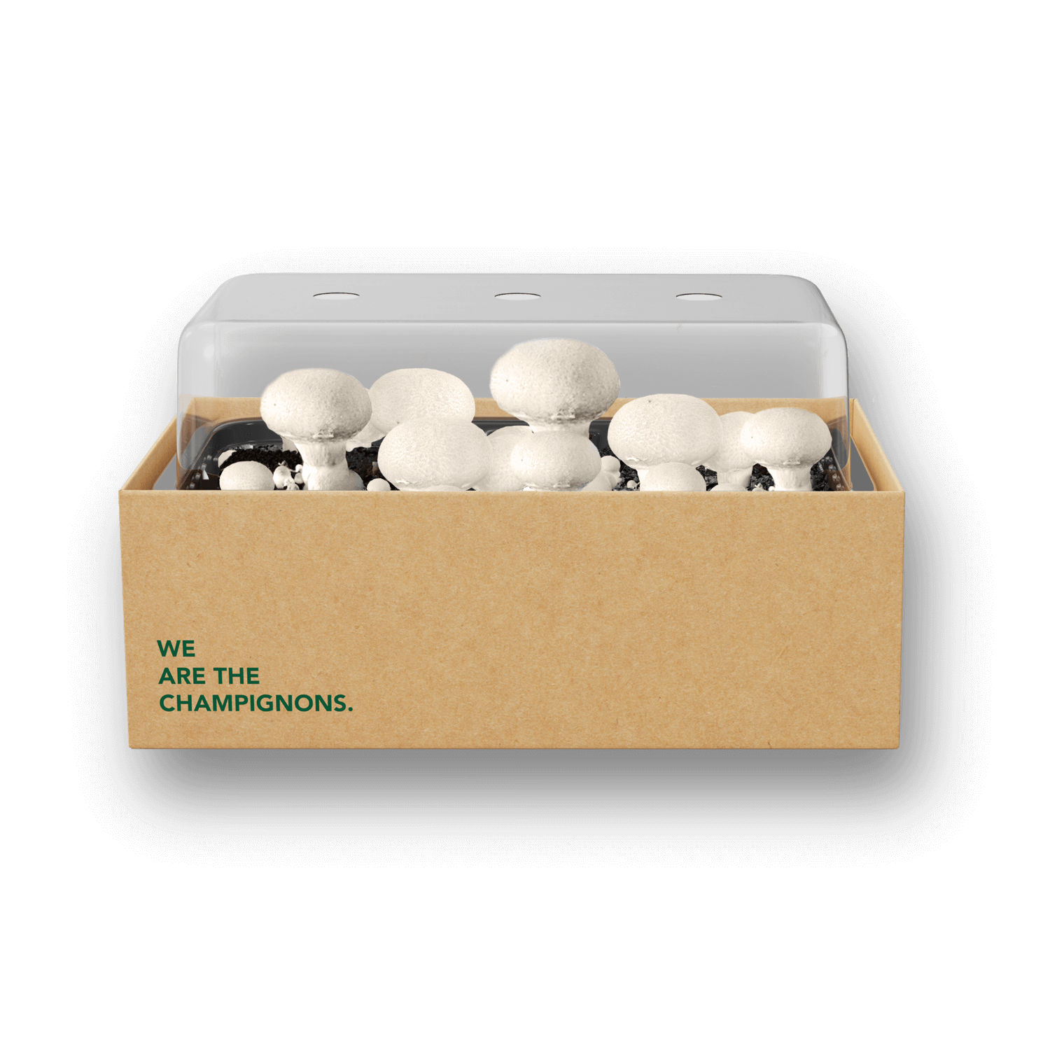 Pilzzuchtset "Weiße Champignons"