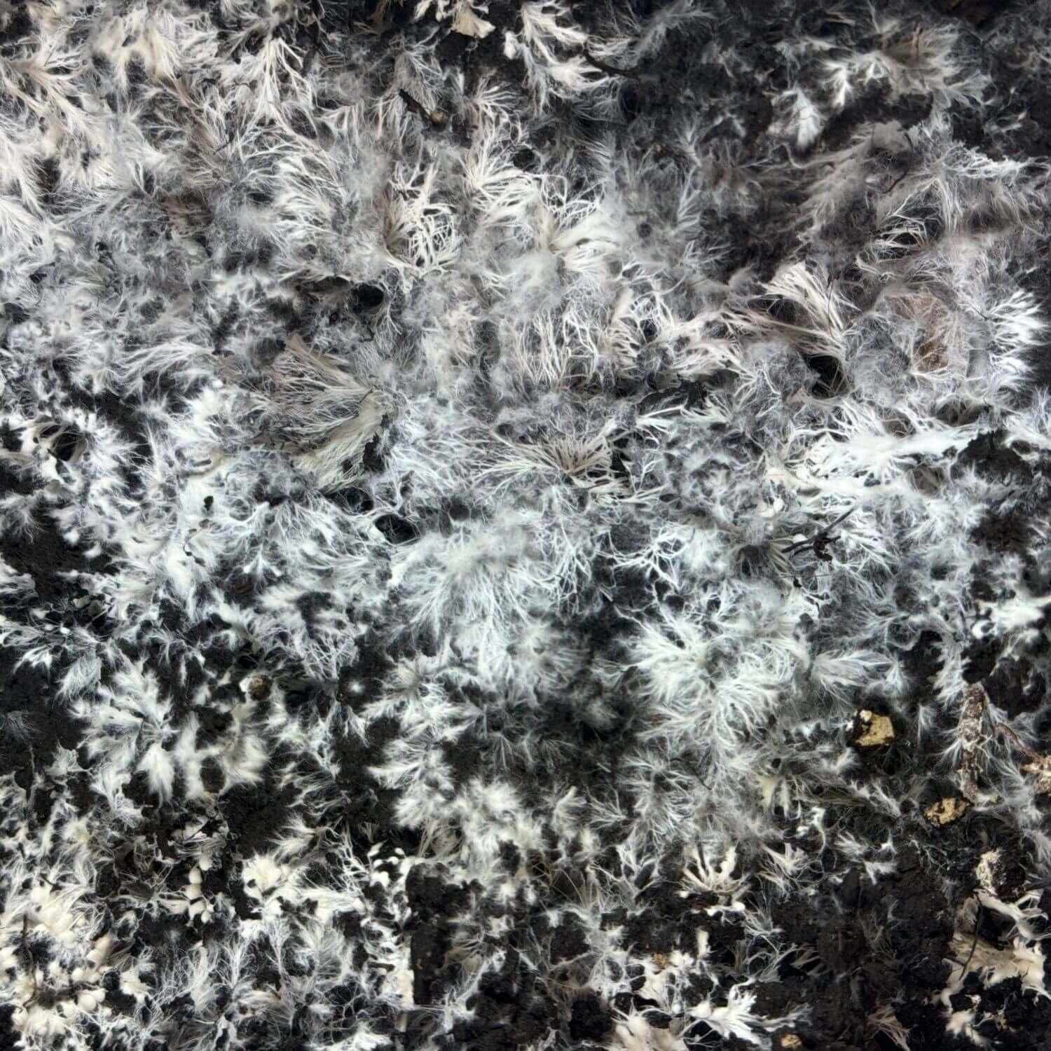 Pilzzuchtset "Weiße Champignons"