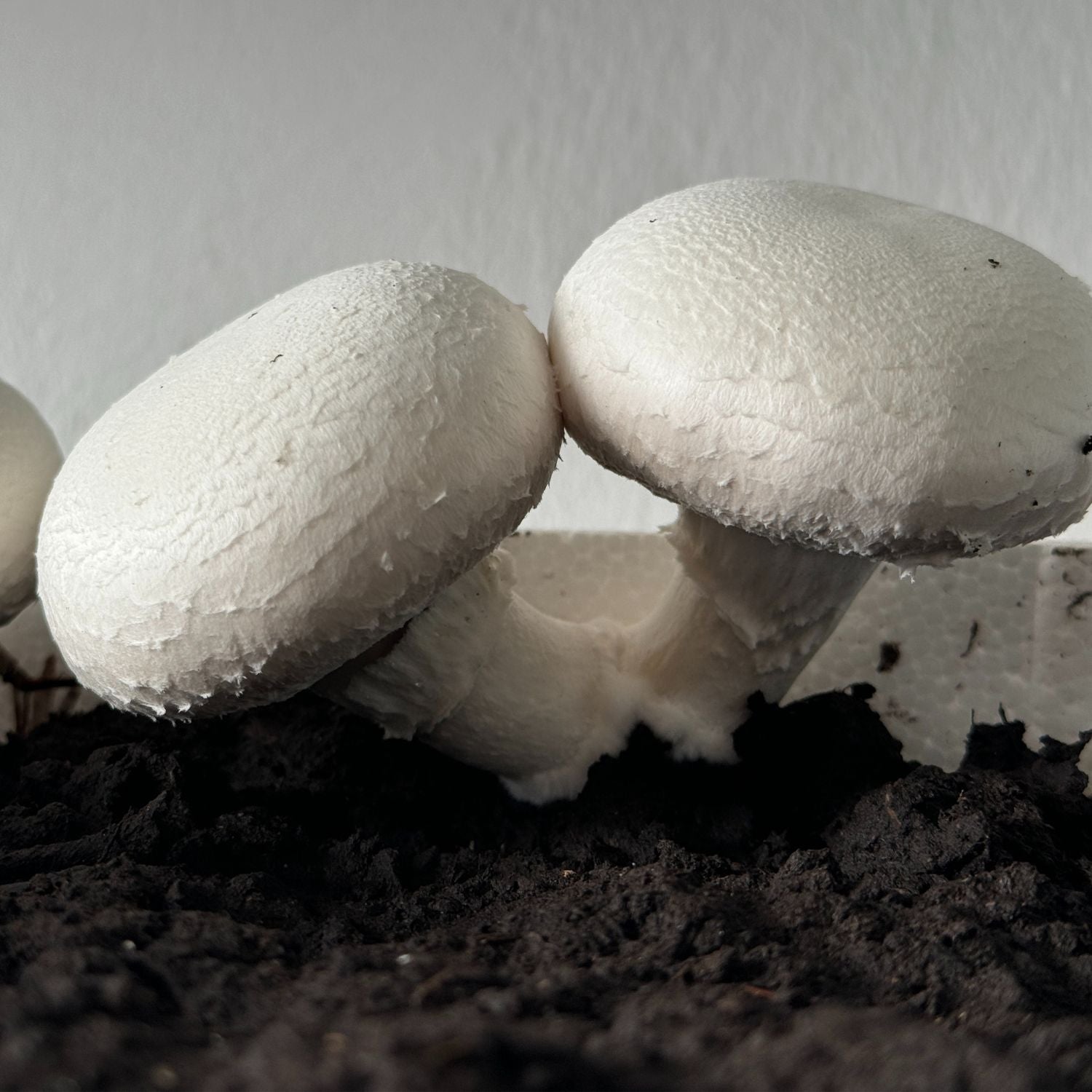 Pilzzuchtset "Weiße Champignons"