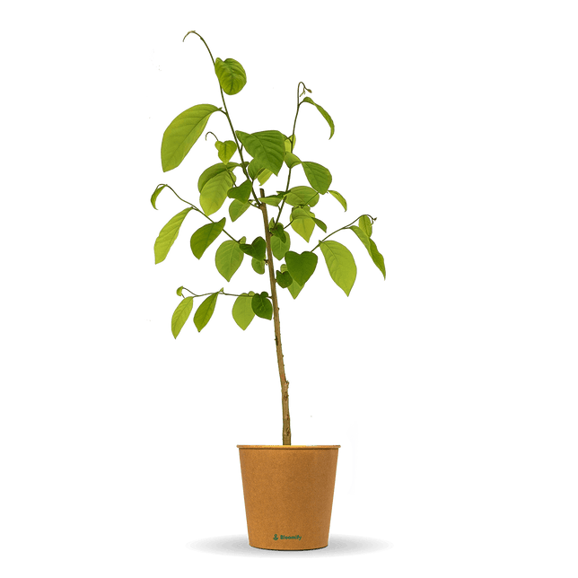 Cherimoya "Charlie"