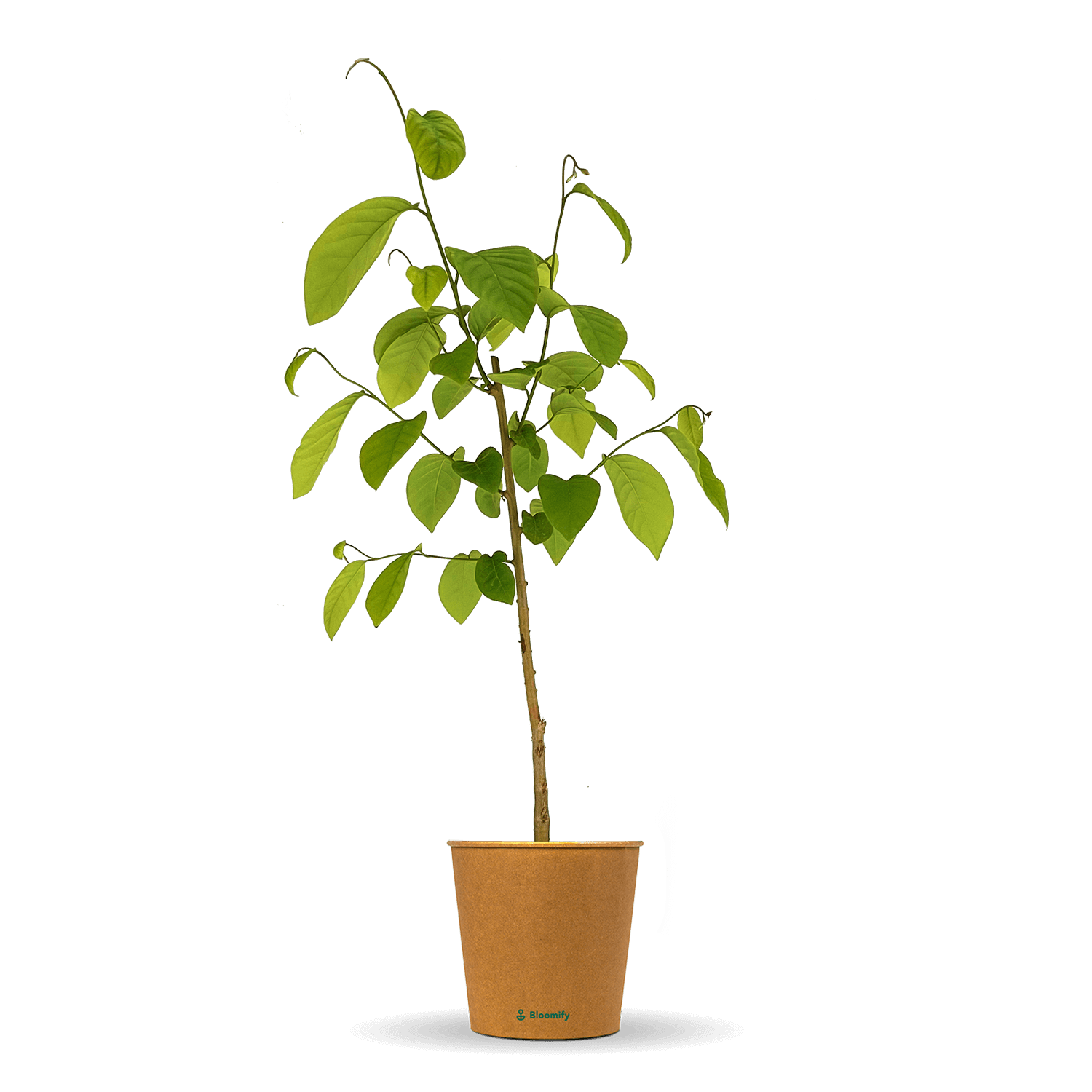 cherimoya zimmerpflanze Cherimoya 