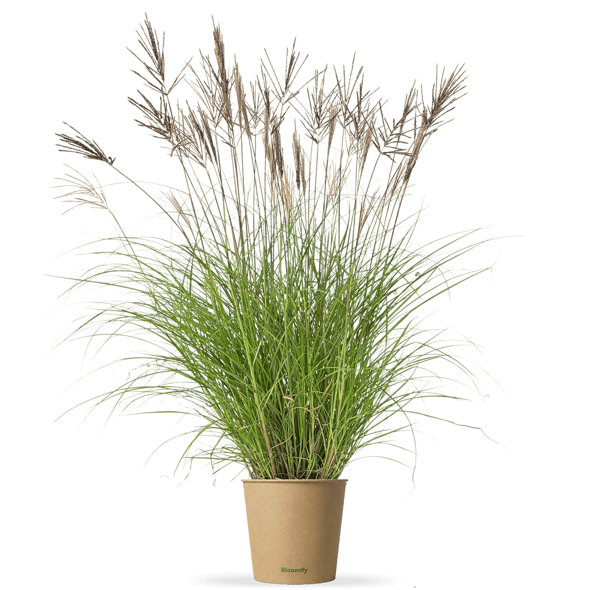 Chinaschilf rot "Chen"