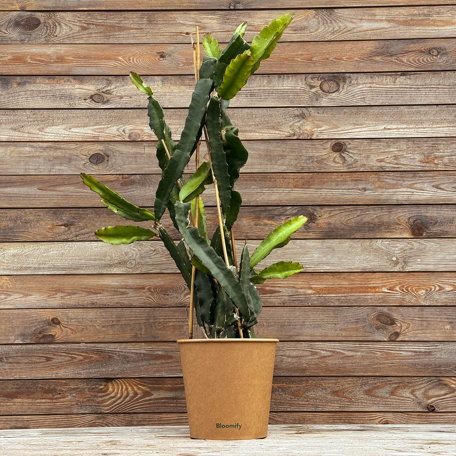 Drachenfrucht (Pitaya) gelb "Draga"