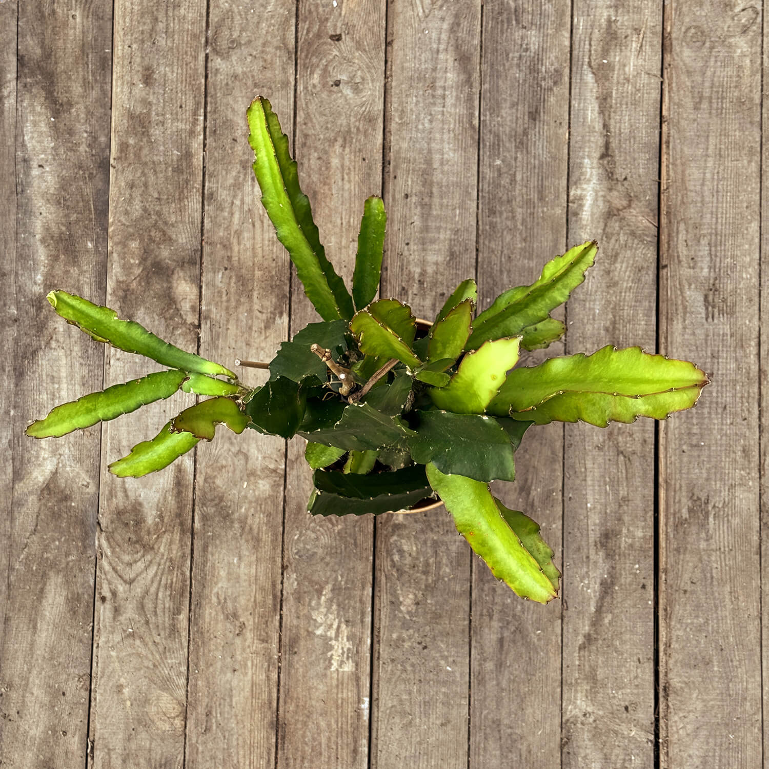 Drachenfrucht (Pitaya) gelb "Draga"