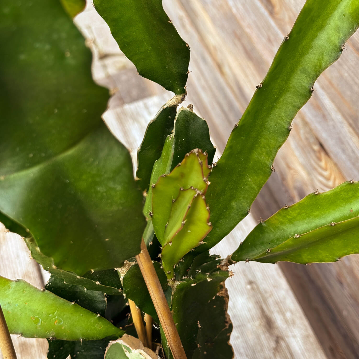 Drachenfrucht (Pitaya) gelb "Draga"