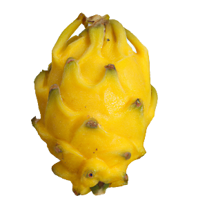 Drachenfrucht (Pitaya) gelb "Draga"