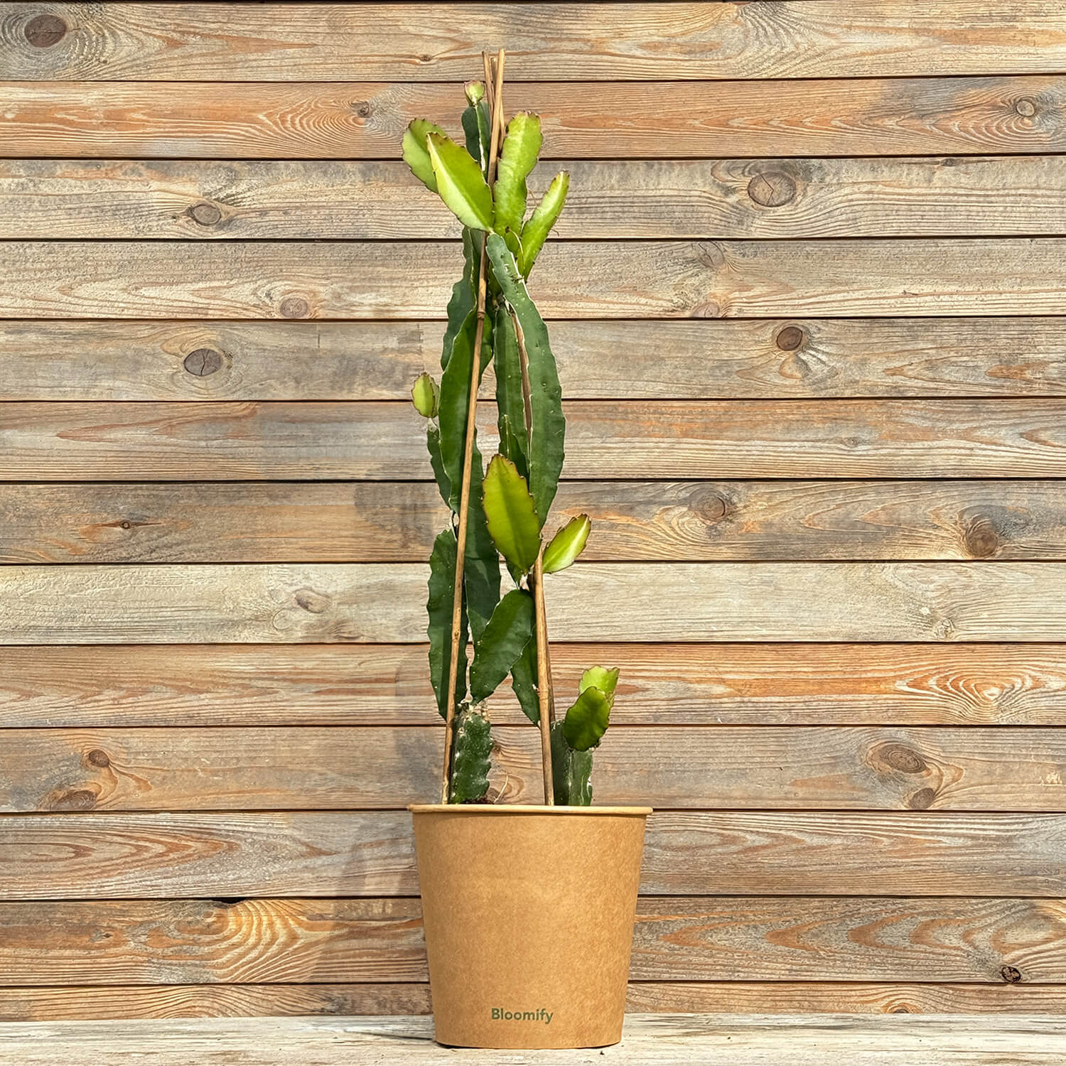 Drachenfrucht (Pitaya) rot "Drago"