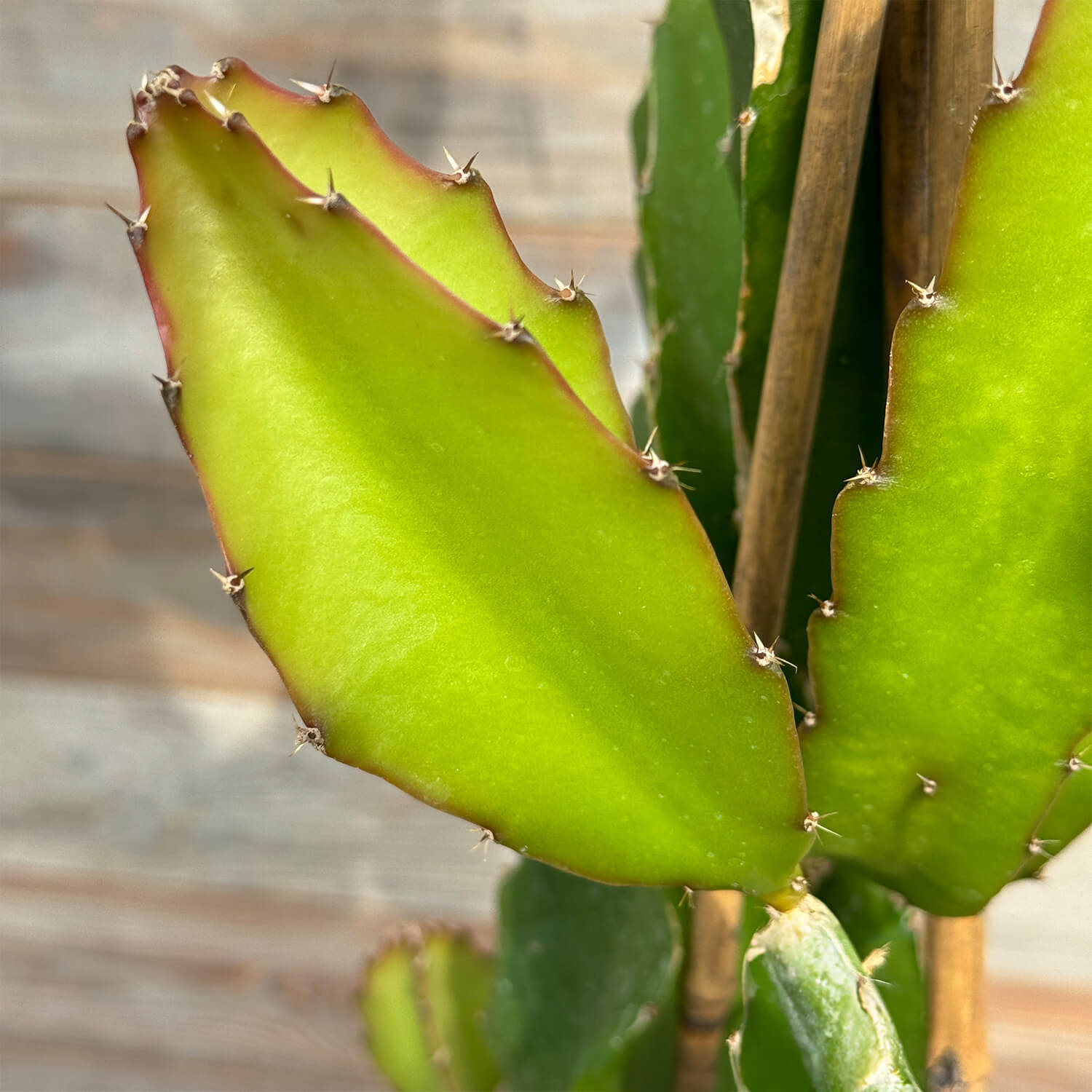 Drachenfrucht (Pitaya) rot "Drago"